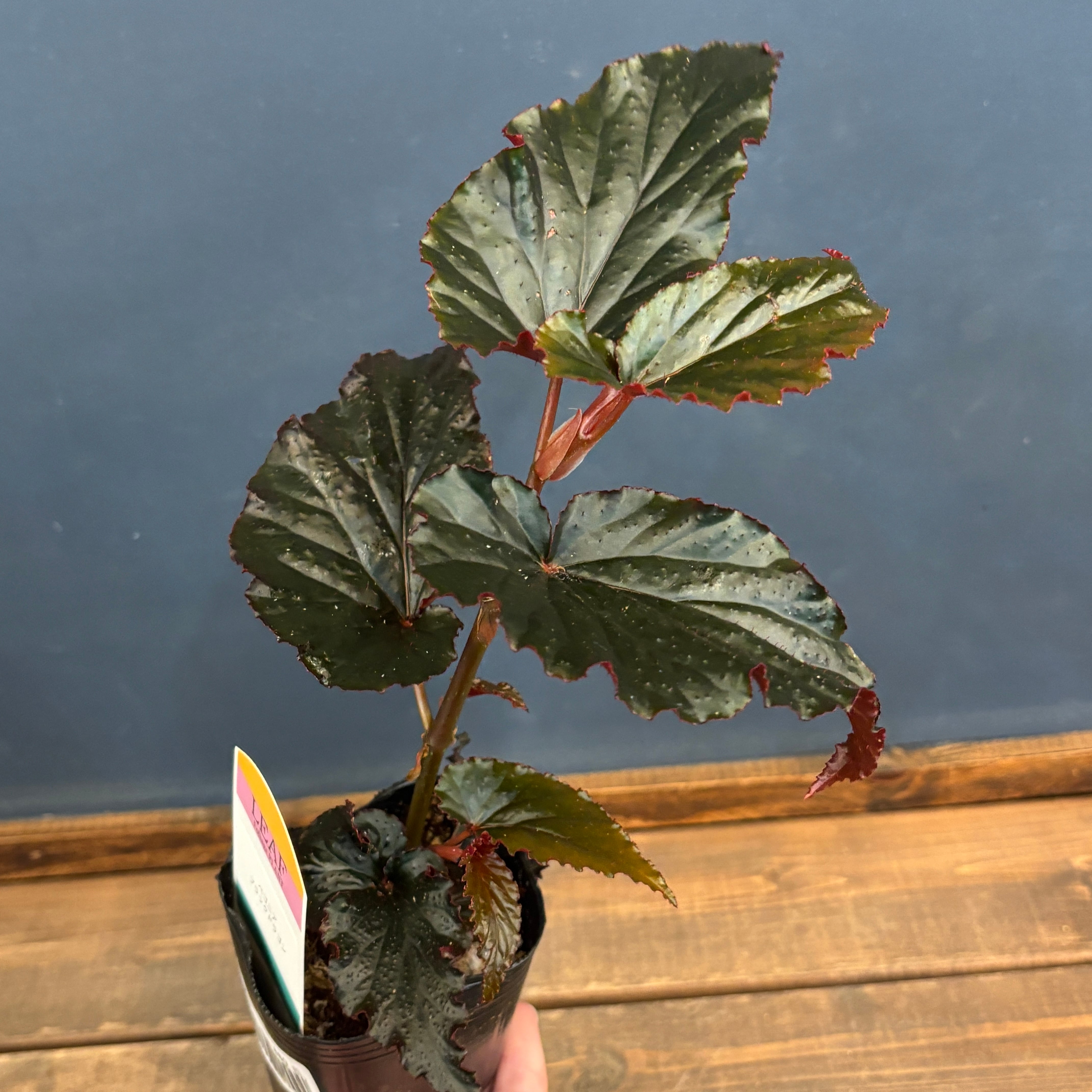 ベゴニア ブラックドラゴン【947】 | PROTOLEAF プロトリーフ