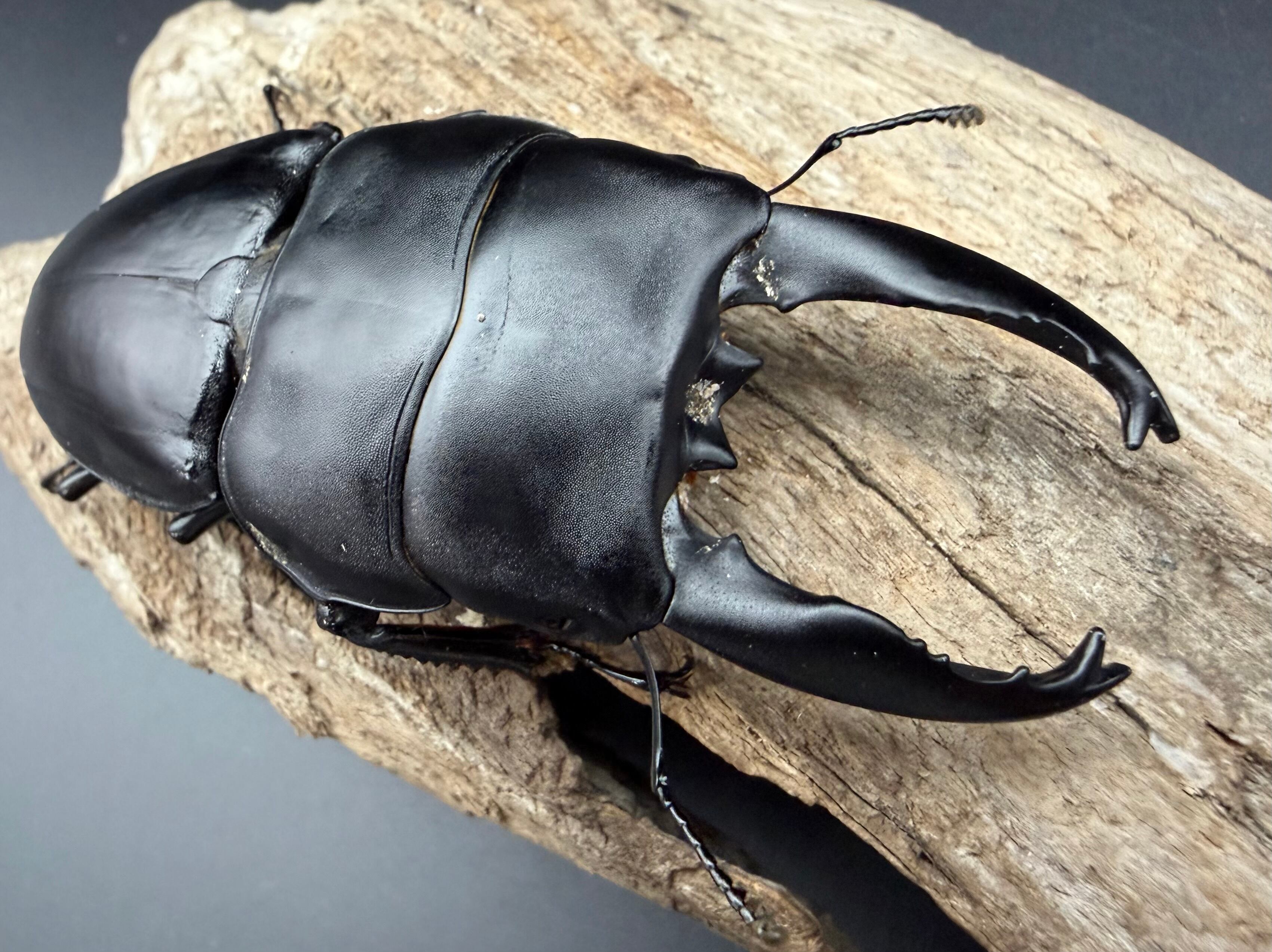 ヒラタクワガタの仲間 | KPW公式オンラインショップ