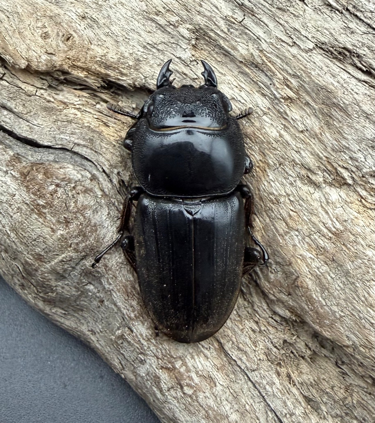 【WD】《ダイオウヒラタ イジェン産 76mm ペア》