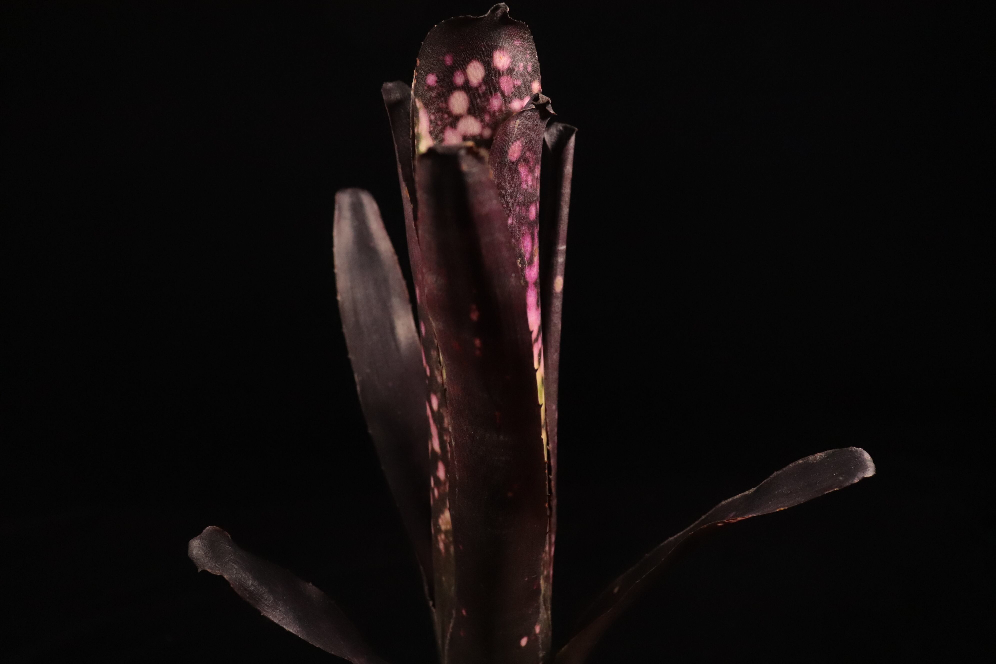 Billbergia 'Ema' (花芽付き)〔ビルベルギア〕B338 | plane plants