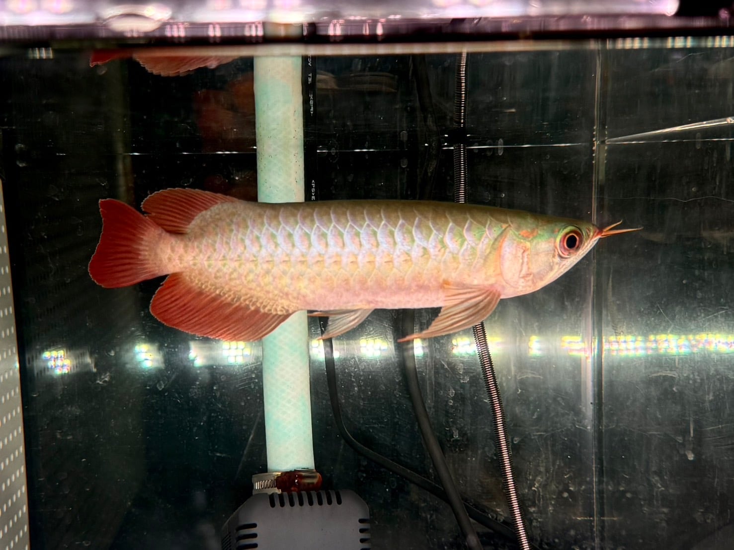 アロワナ | アクアショップ ビリーケン オンラインストア