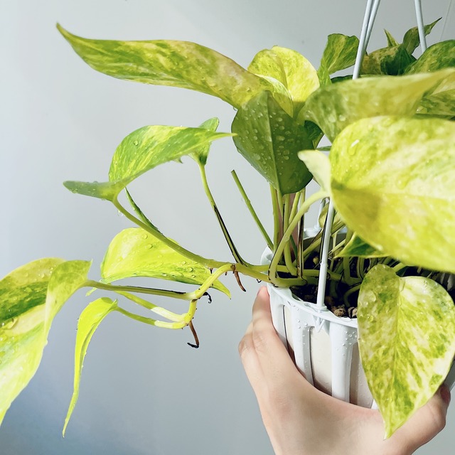美しい テルノクリスタルグリーン ハンギングプランツ 観葉植物