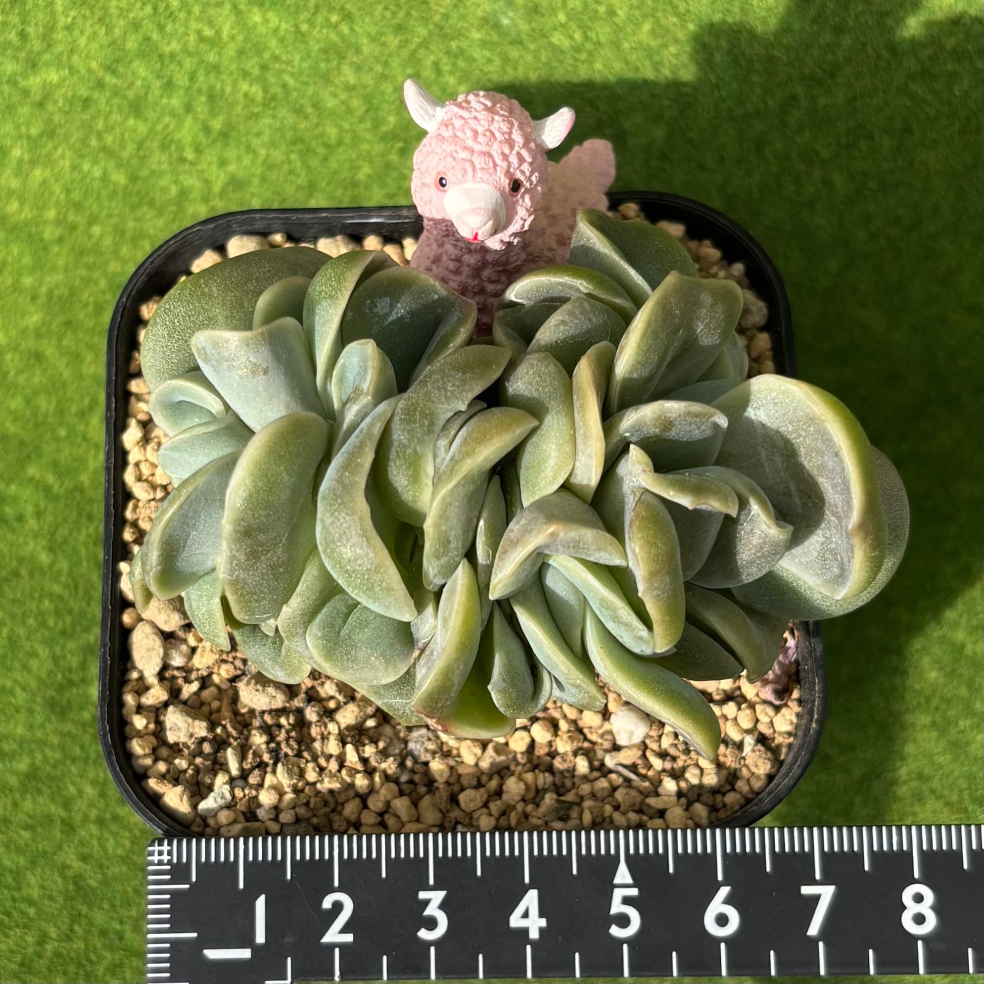 ラブリーローズ 綴化 | 多肉植物 豆彦商店