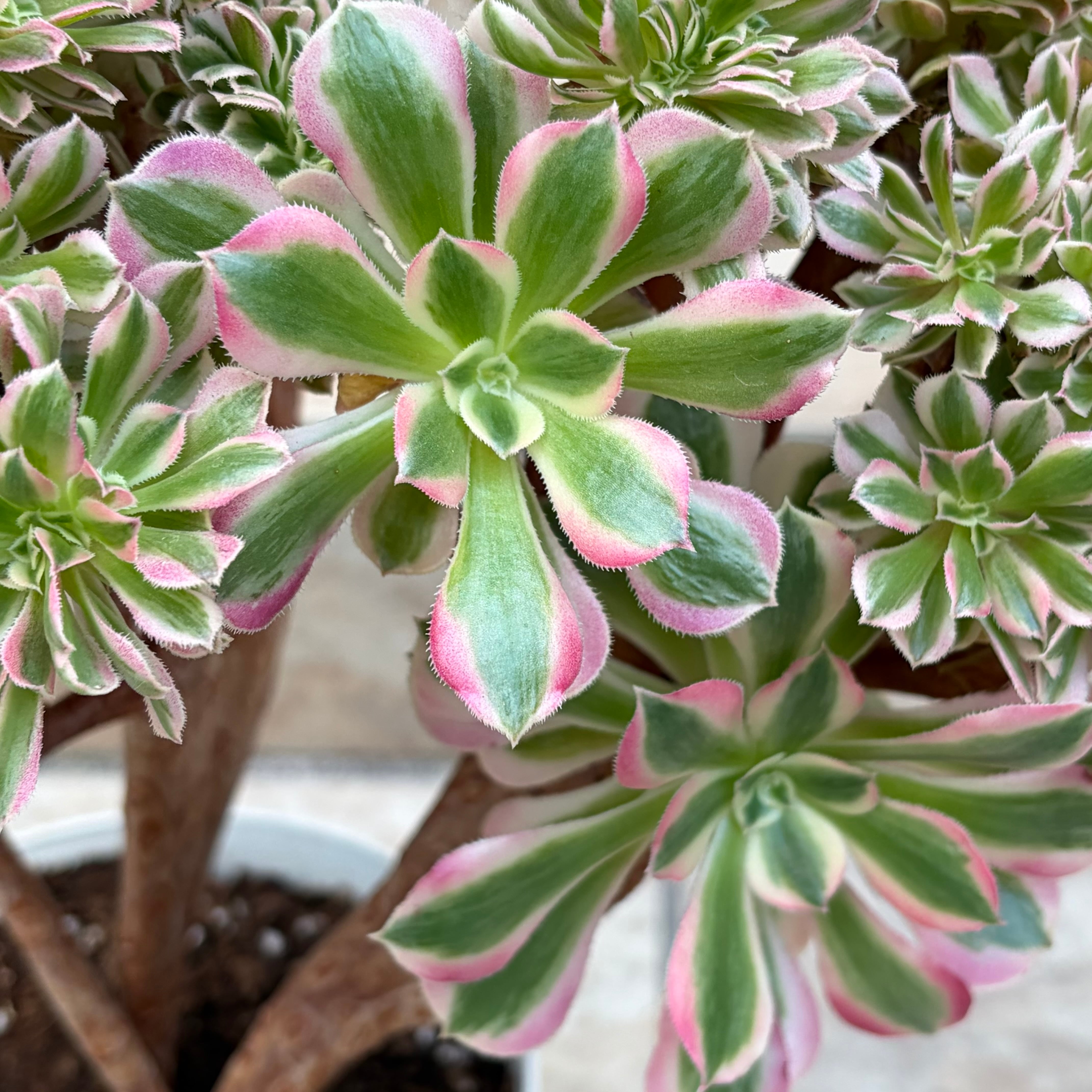 Botanical Hub Ichika