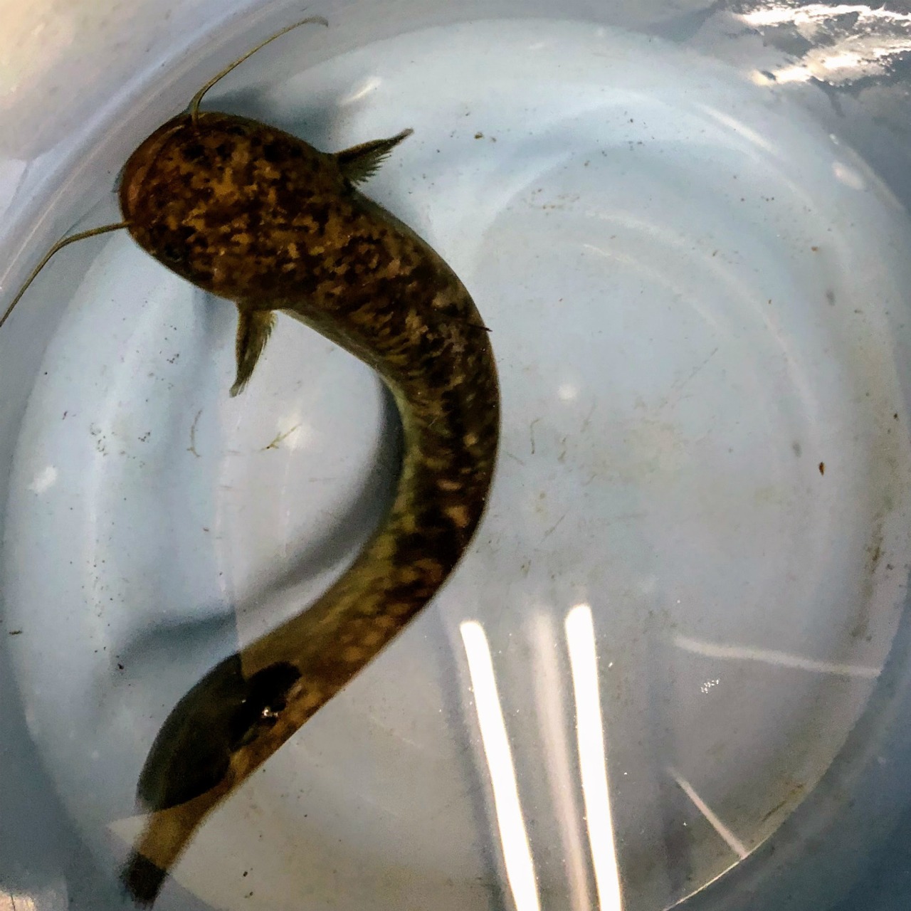 （淡水魚）ナマズ　13～18ｃｍ±　（養殖）（1匹）【生体】