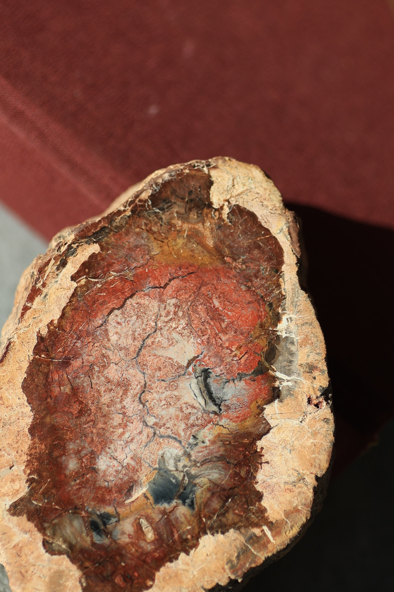 ペトリファイドウッド プレート |  Petrified Wood Plate ◇ 天然石・鉱物・パワーストーン | st00409