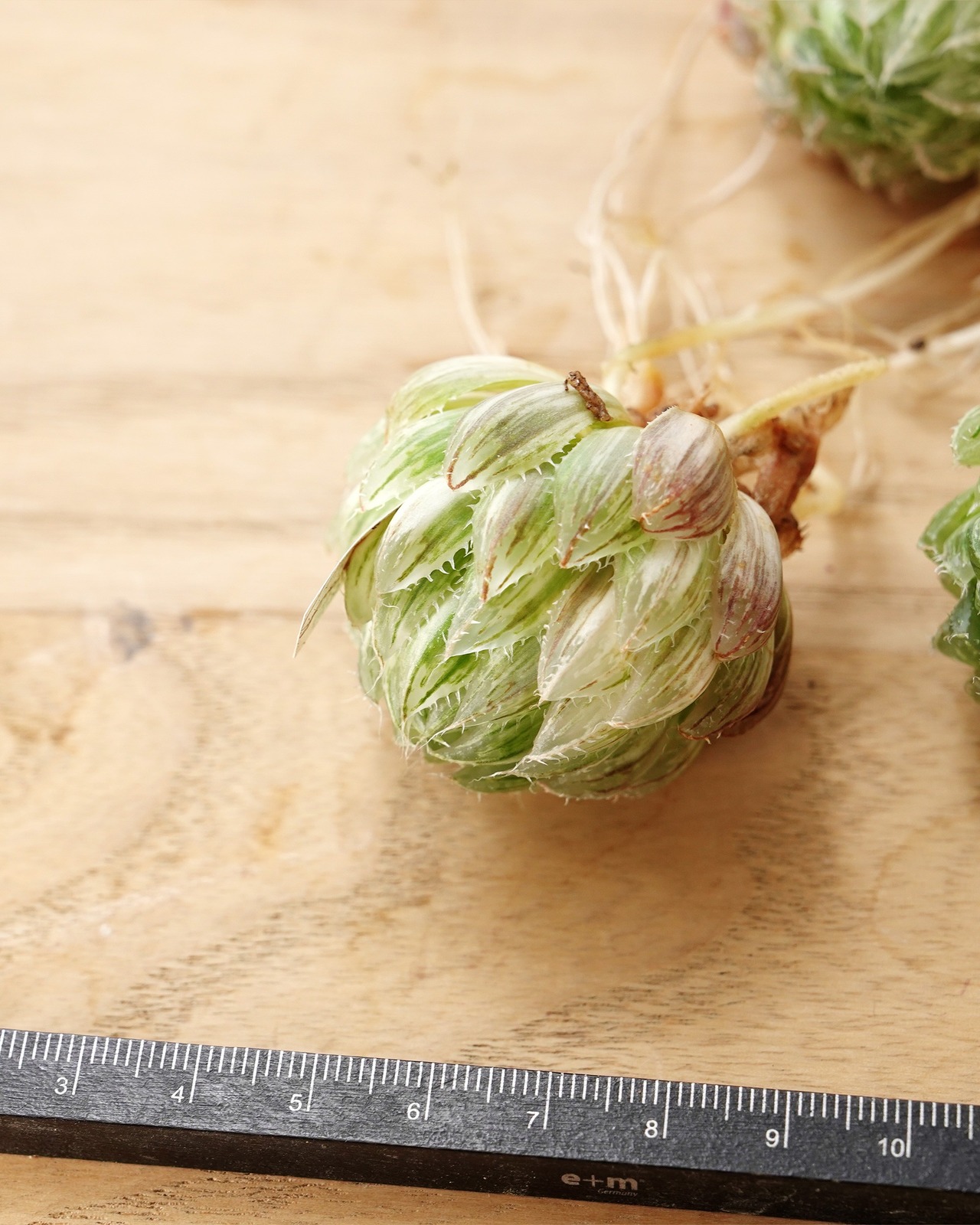 【NEW-STANDARD】 水耕栽培苗 ハオルチア 翠雲錦 Haworthia 'Emerald LED Variegated'
