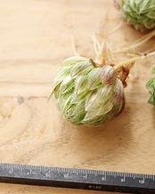 【NEW-STANDARD】 水耕栽培苗 ハオルチア 翠雲錦 Haworthia 'Emerald LED Variegated'