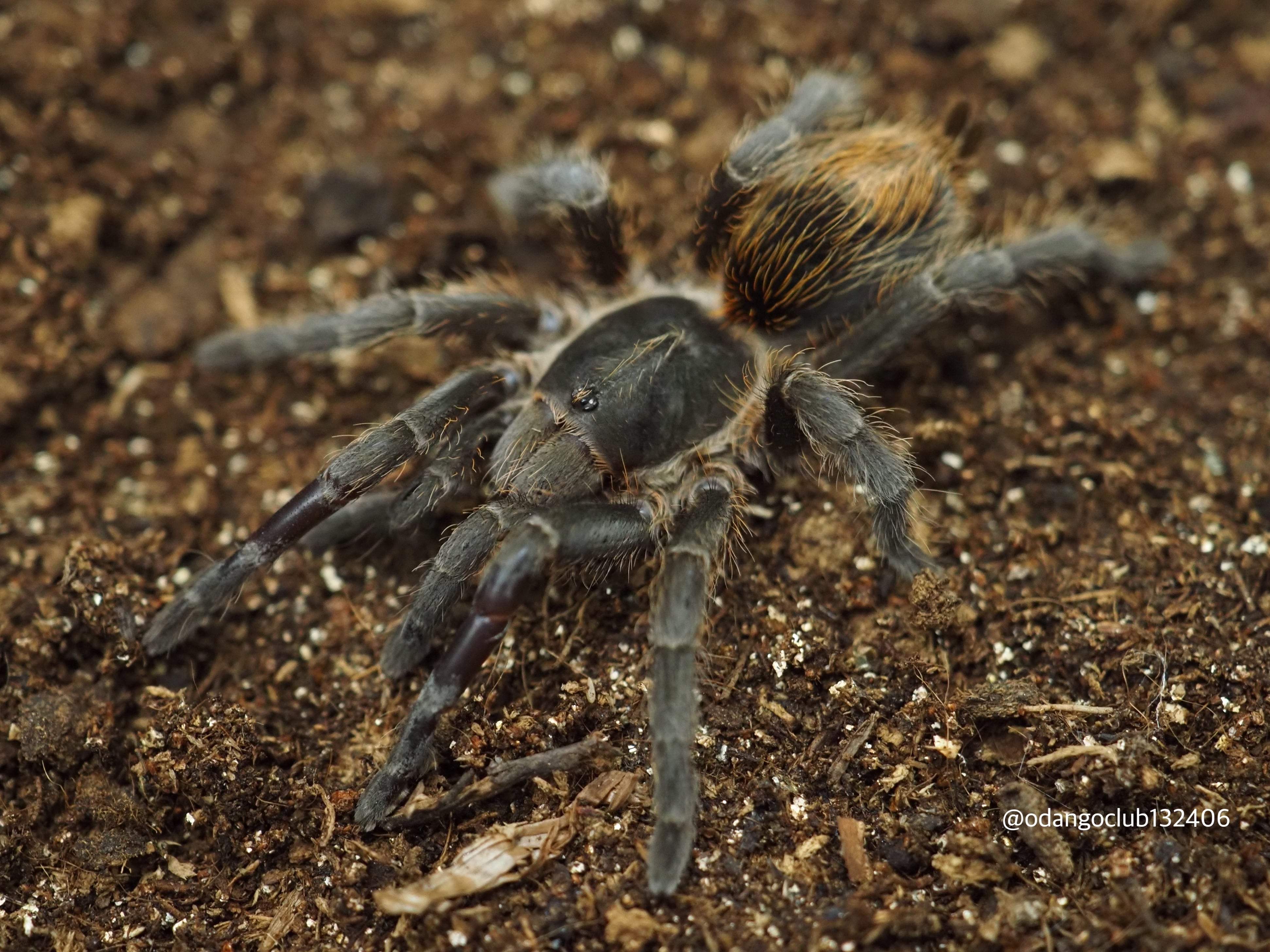 バードイーター | おだんごくらぶ