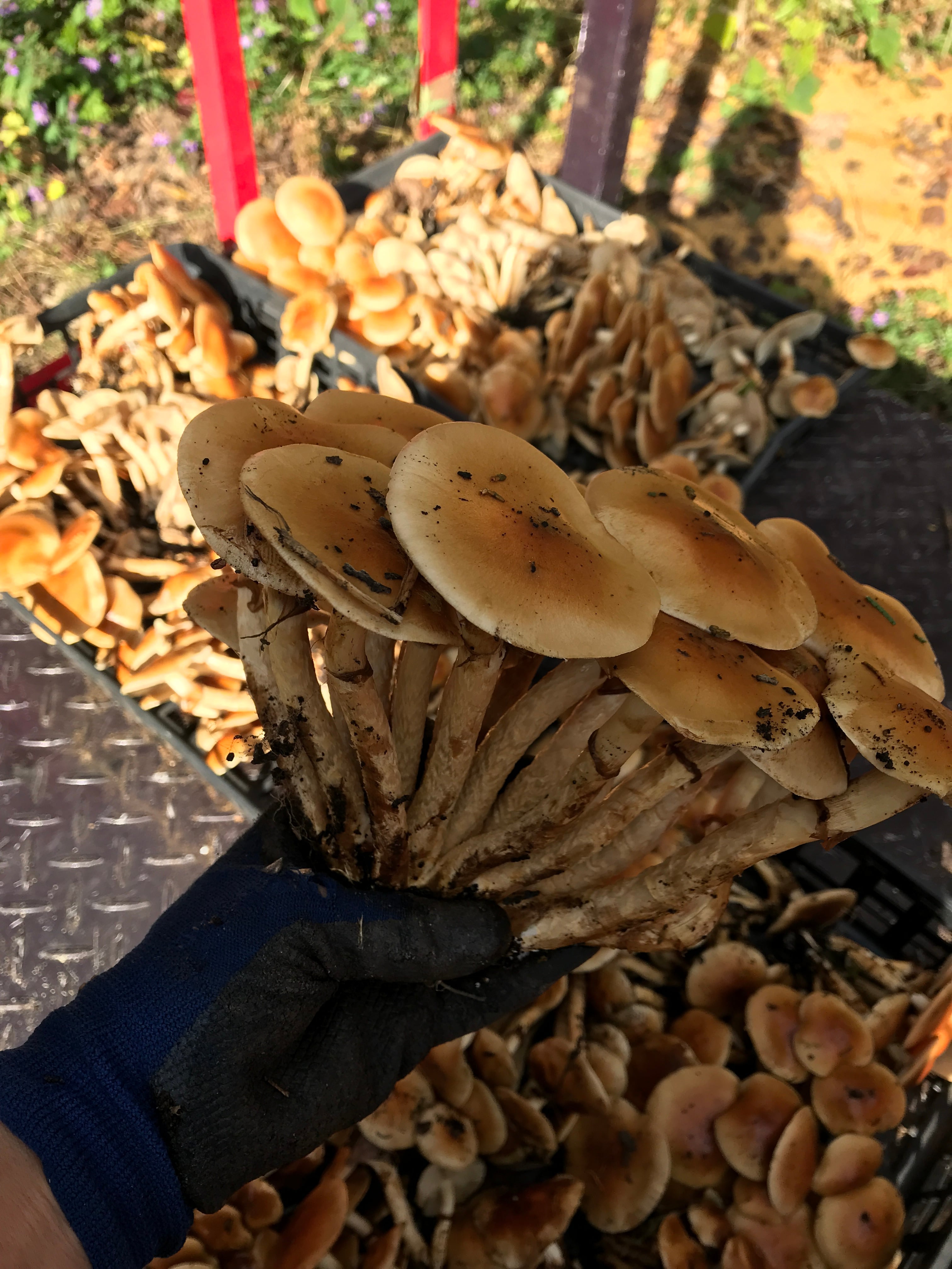うま味がすごい!!大きい原木なめこ サイズ無選別600g | HARADA FOREST