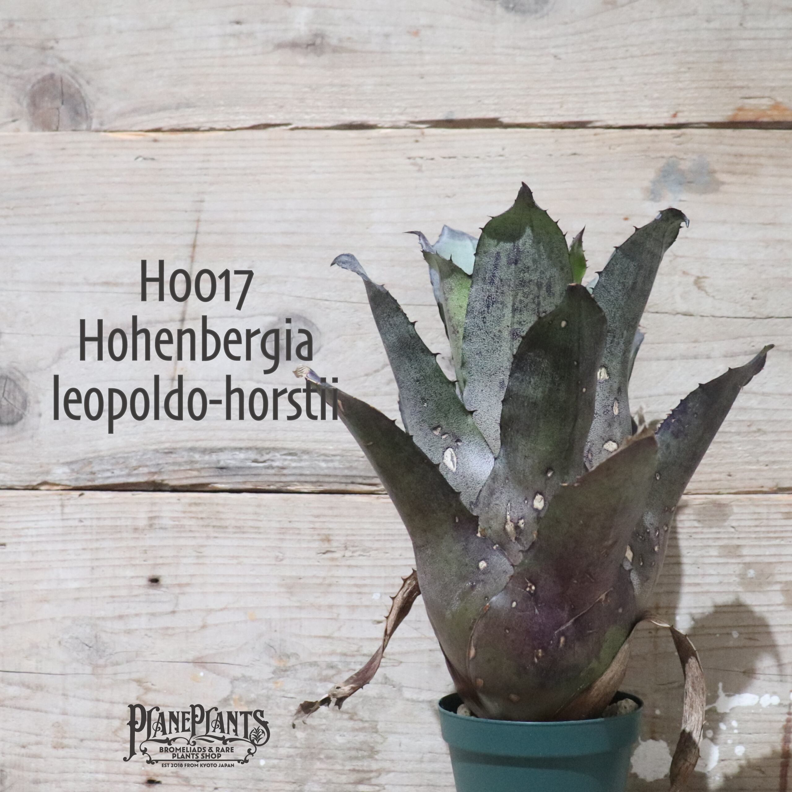 【送料無料】 Hohenbergia leopoldo-horstii〔ホヘンベルギア〕現品発送H0017