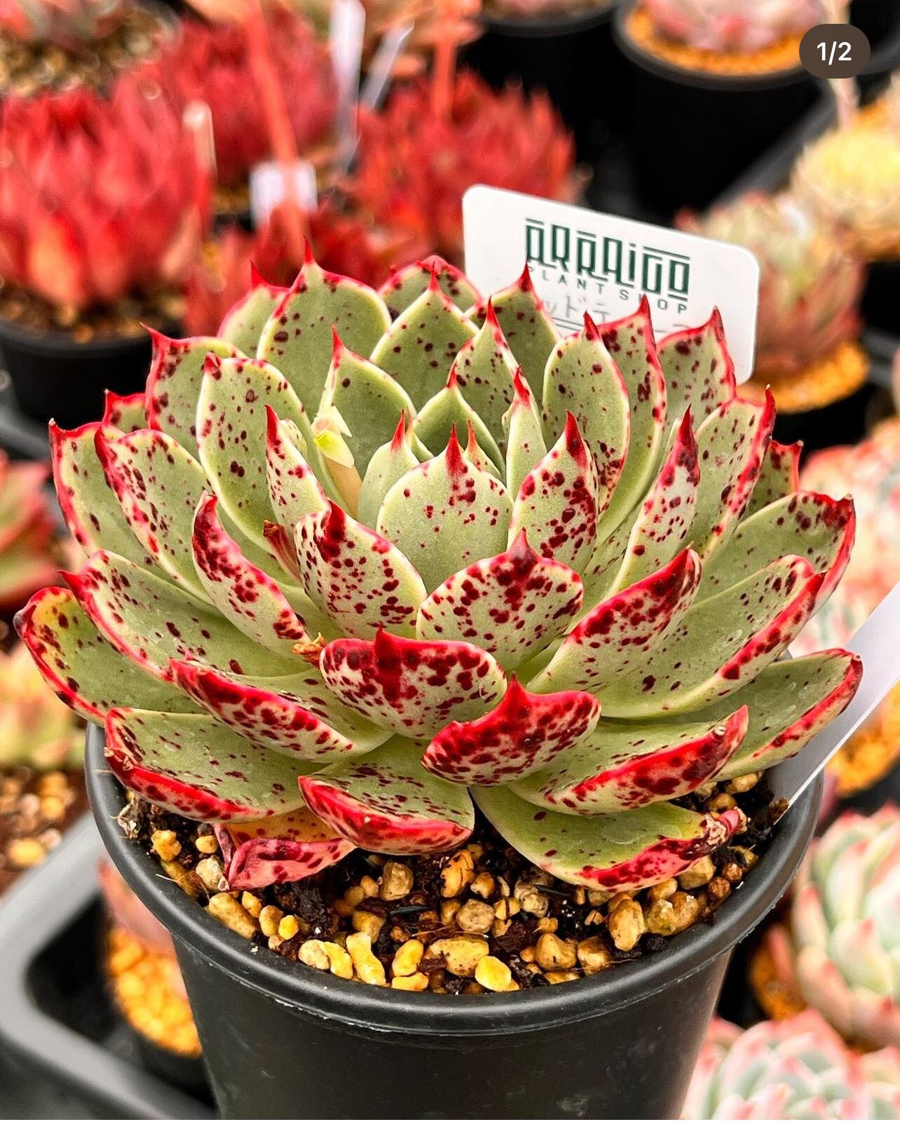 多肉植物 5枚目成長時の写真 レッドティアーズ 超レア韓国苗 多肉植物 5枚目成長時の写真 レッドティアーズ 超レア韓国苗