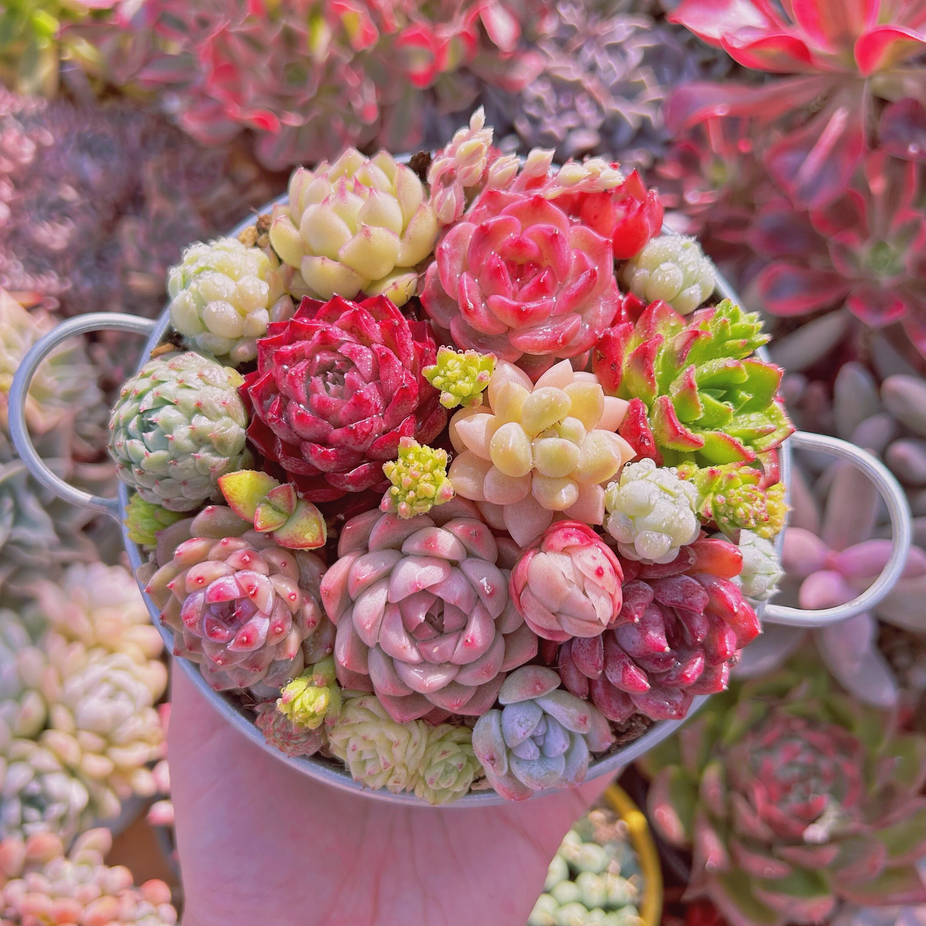 #552現物　寄せ植えセット