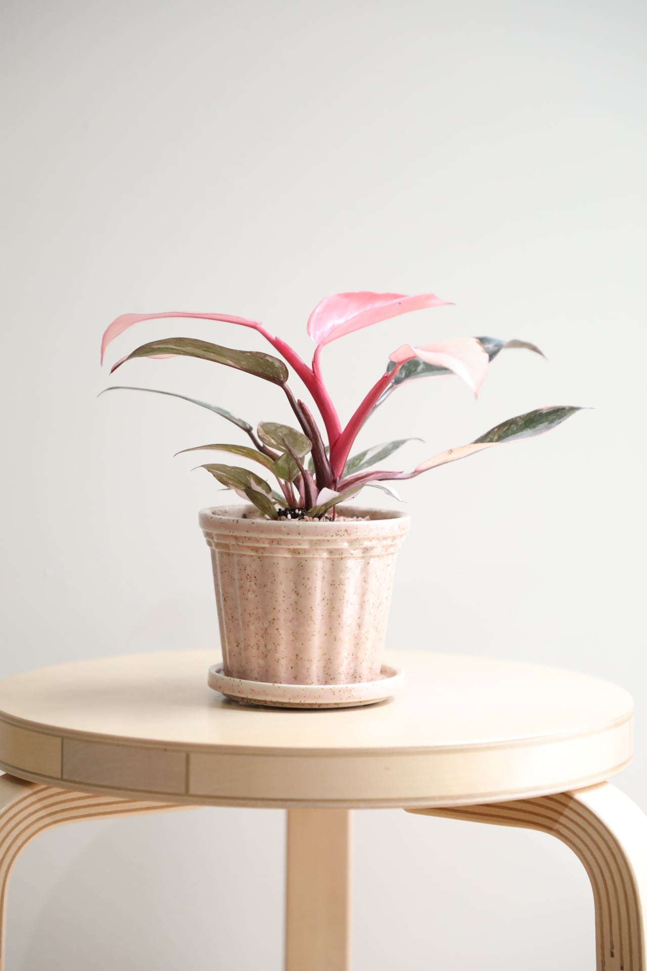 M】フィロデンドロン ピンクプリンセス/Philodendron Pink Princess