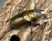 【F0】《ローゼンベルグオウゴンオニ 51.5mm ペア》