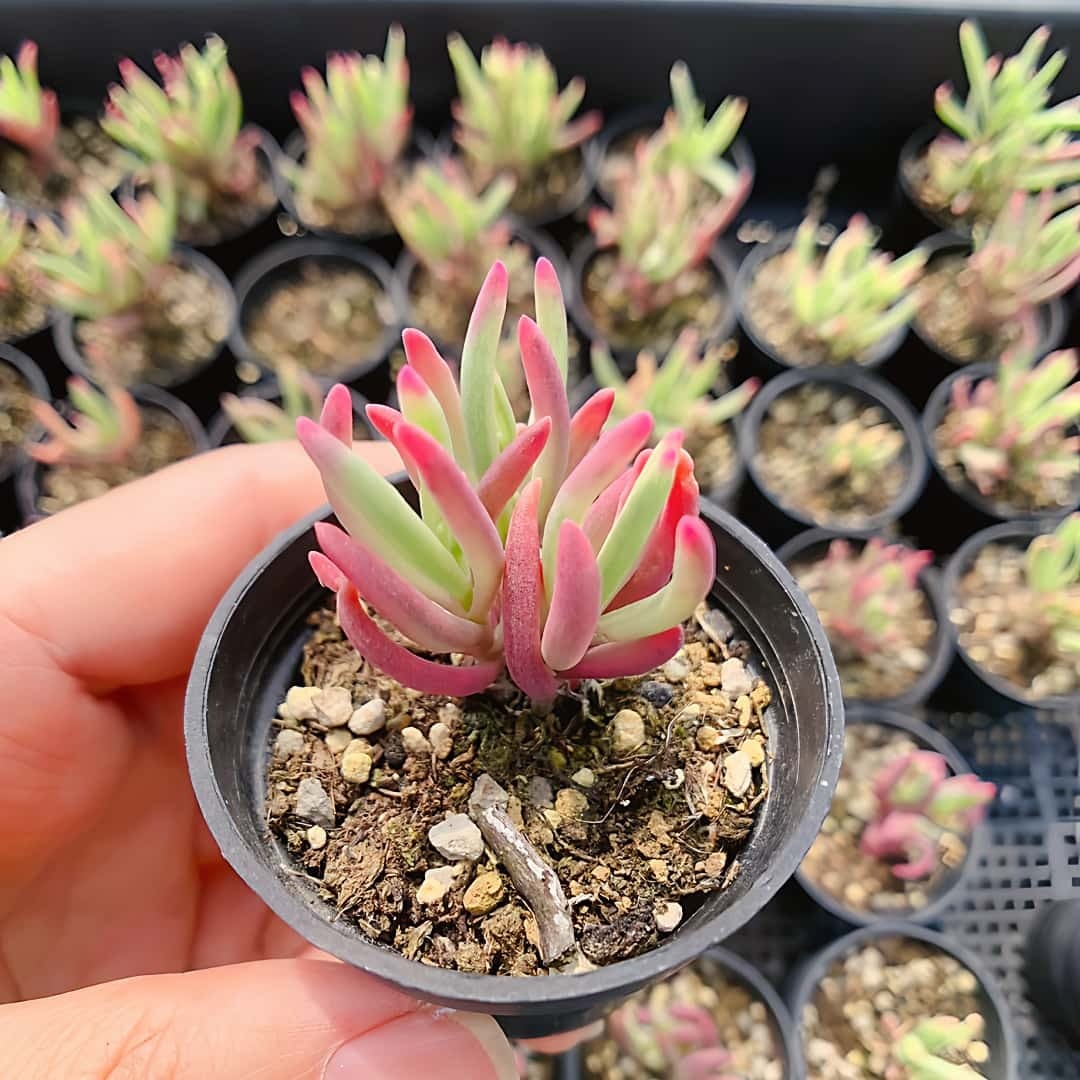 農園直売 多肉植物 寄せ植え ドロサンテマム 氷花錦（群）観葉植物