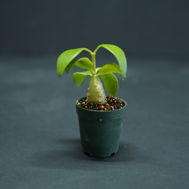 ヒドノフィツム パプアナム Hydnophytum papuanum　苔テラリウム作製用素材