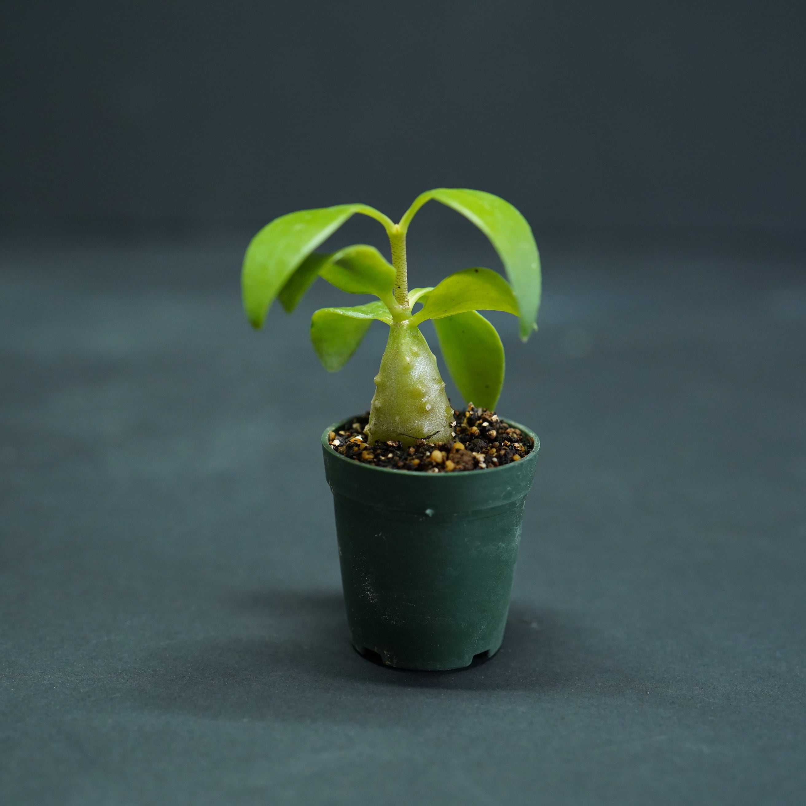 ヒドノフィツム パプアナム Hydnophytum papuanum 苔テラリウム作製用素材