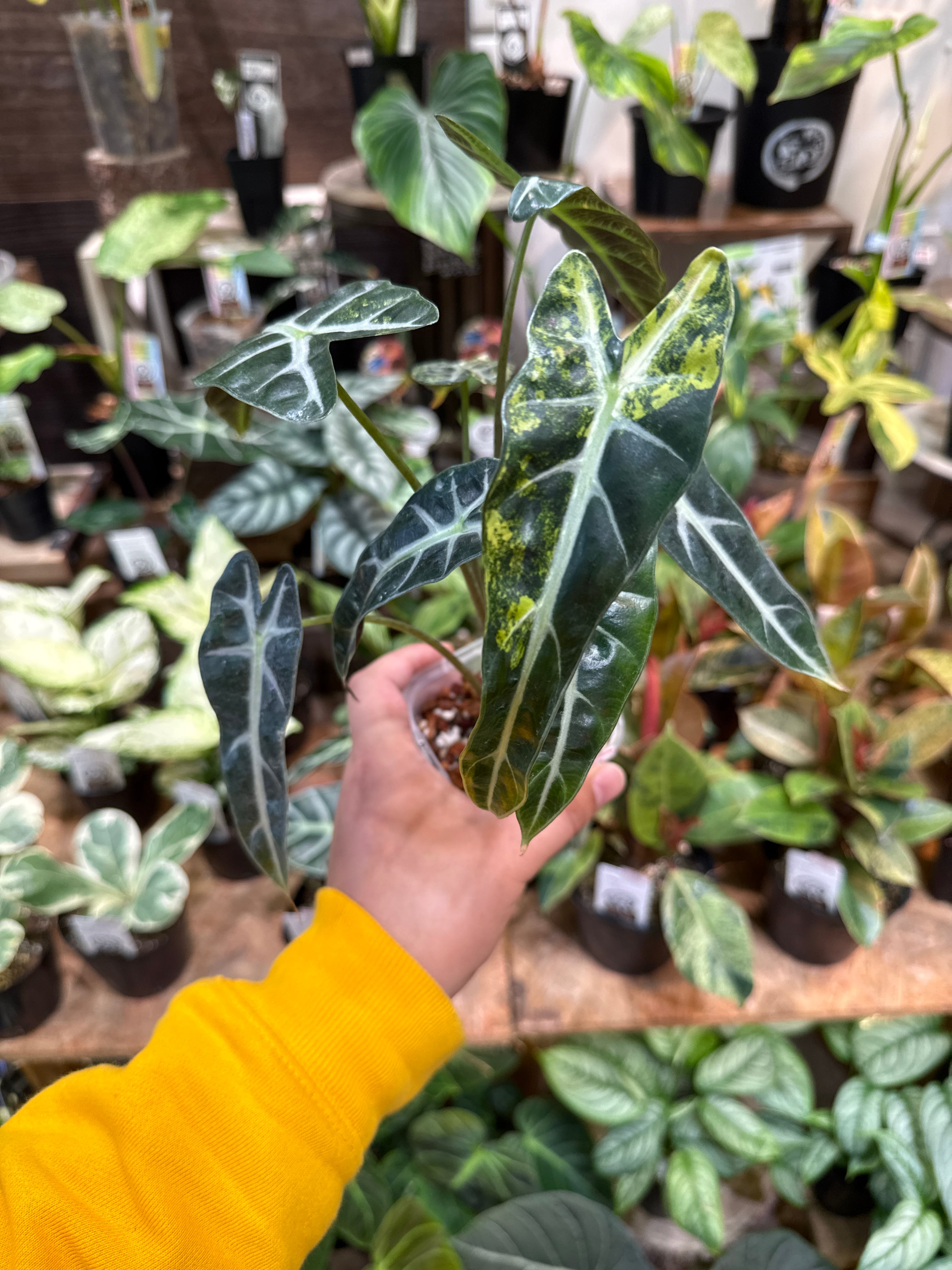 観葉植物 | Gardenえん 【観葉熱帯植物】