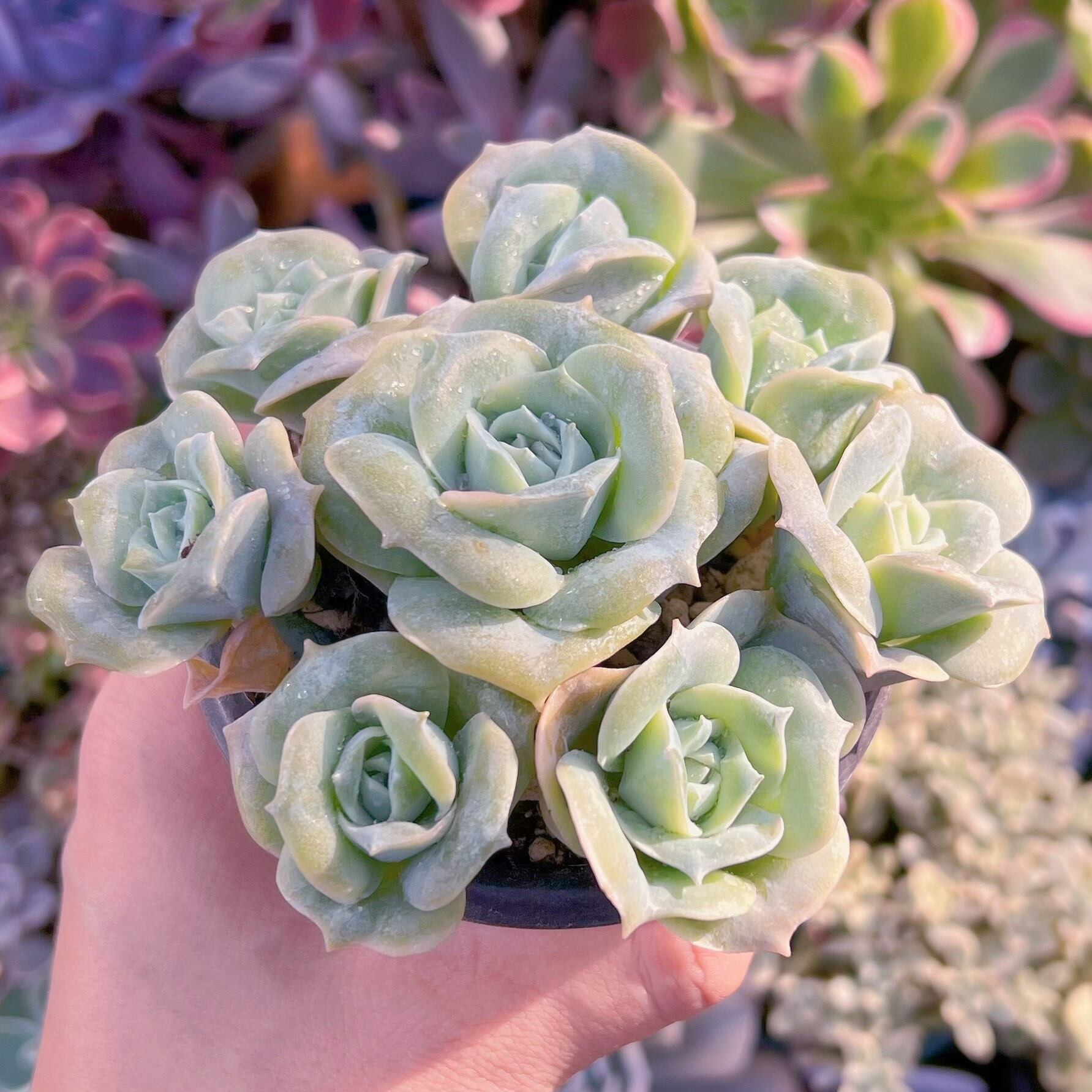 現品　ラブリーローズ#616   古株　るる農園