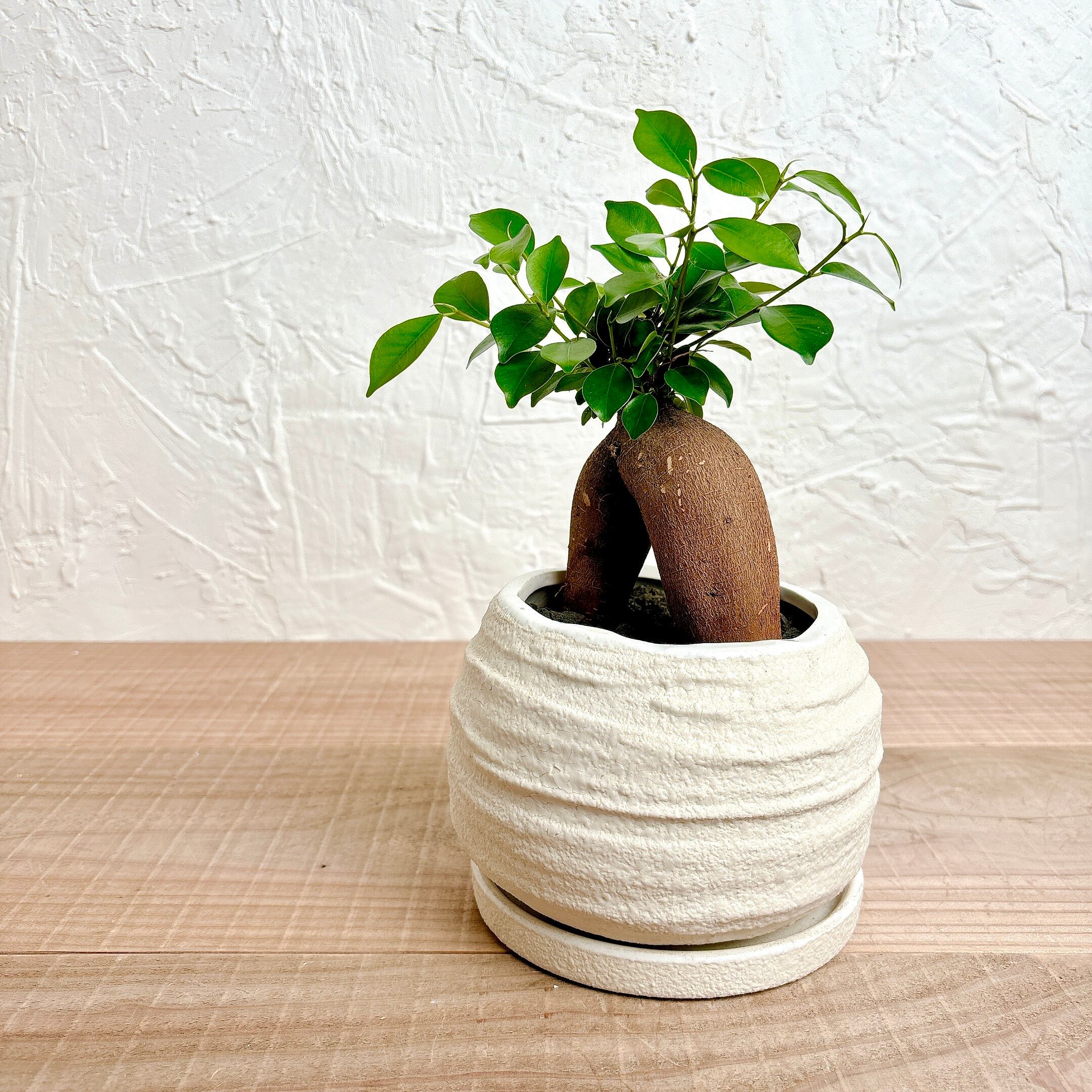 ガジュマル [観葉植物] | yu25plants