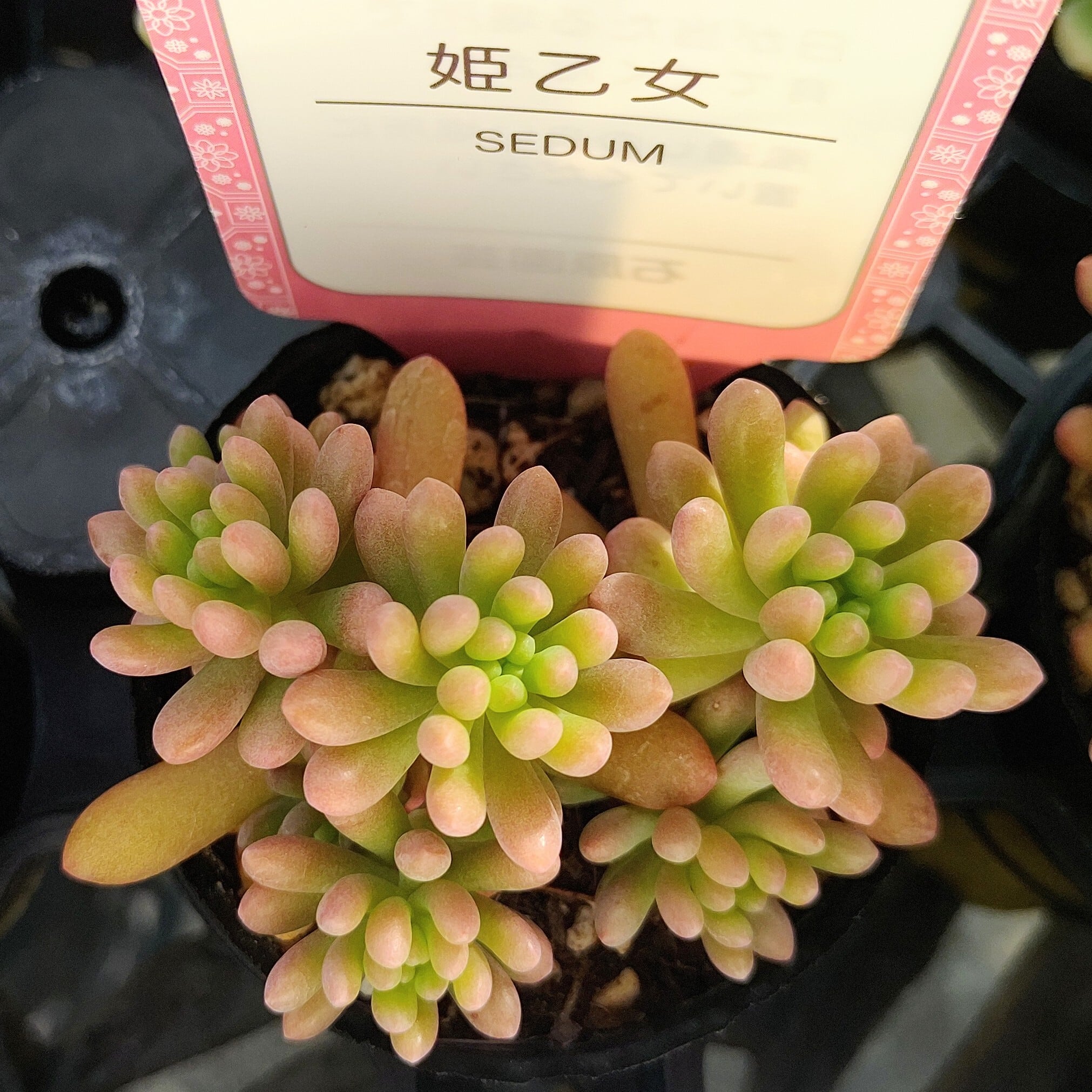 広島県K様ご注文 姫乙女 | RuPo 多肉植物専門店