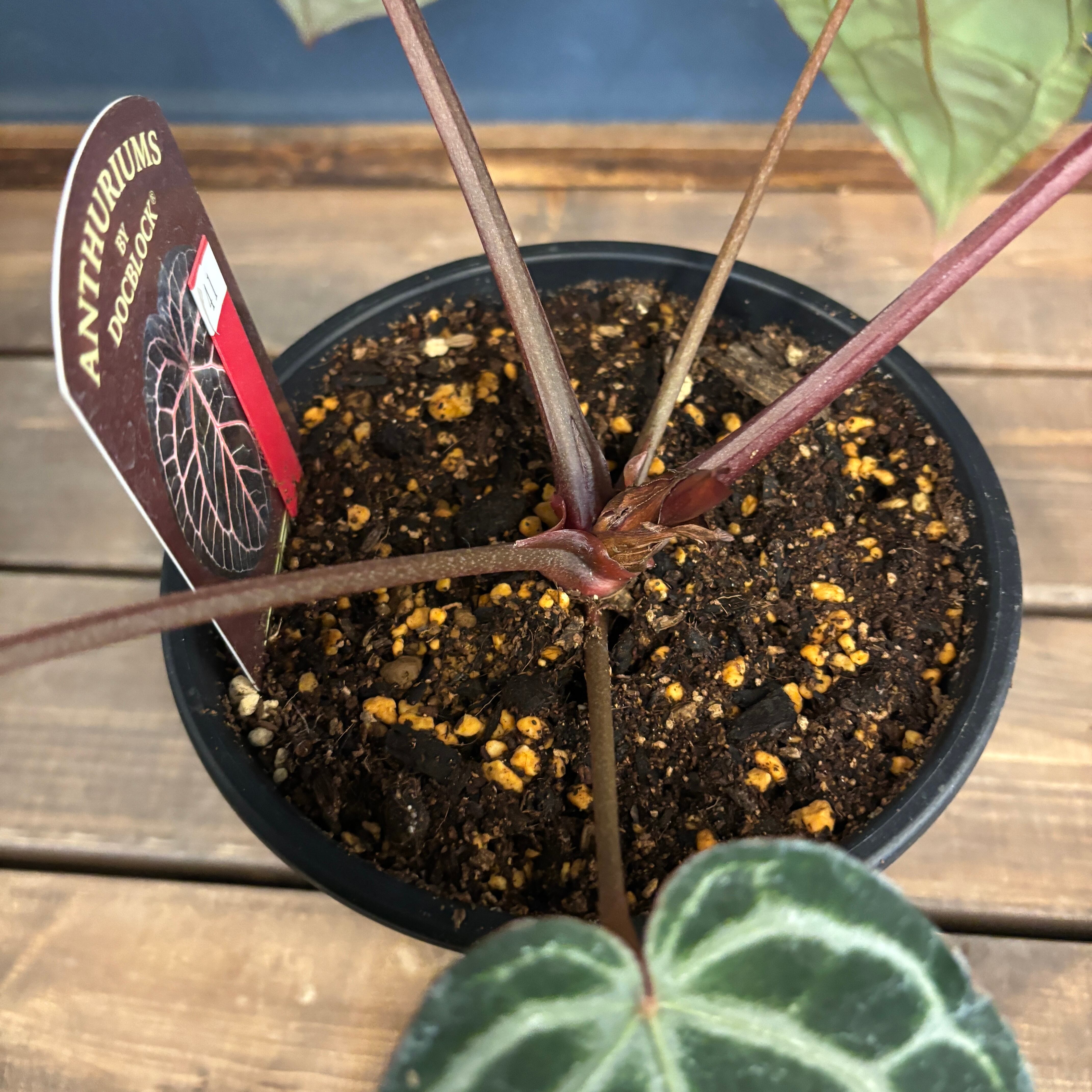 アンスリウム Michelle系交配 正規タグ】Anthurium 'Michelle' by DOC BLOCK│アンスリウム