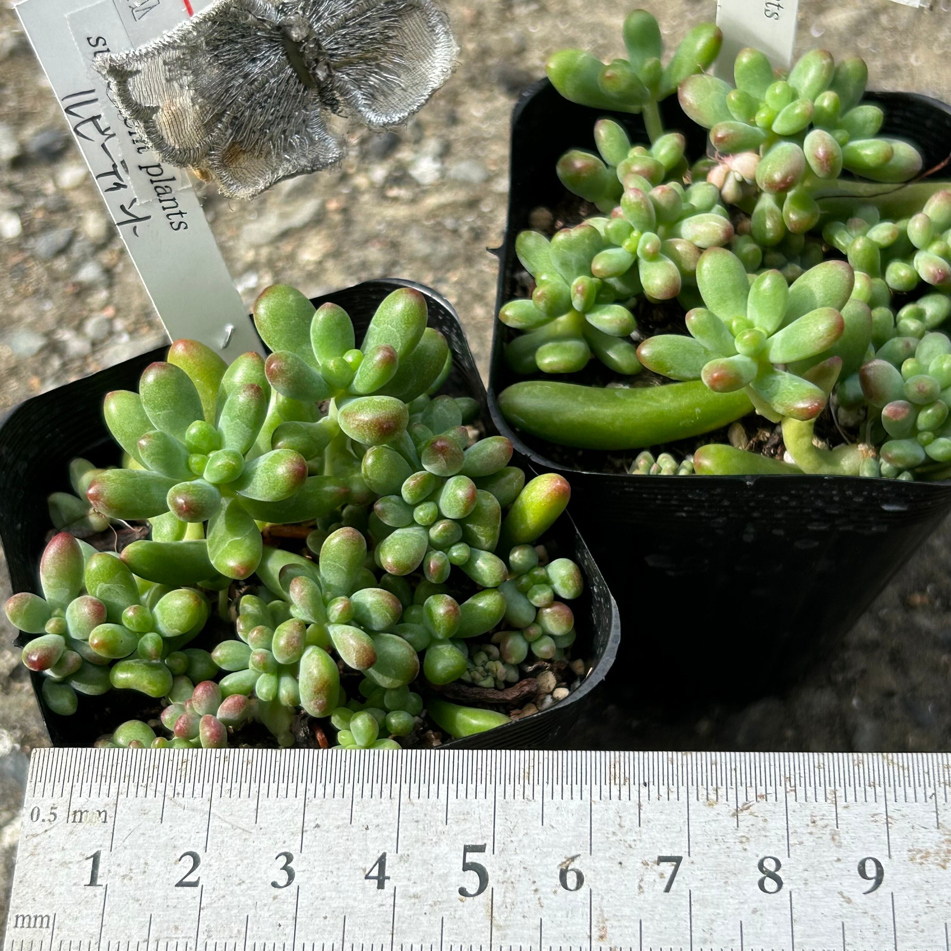 ルビーティント | RuPo 多肉植物専門店