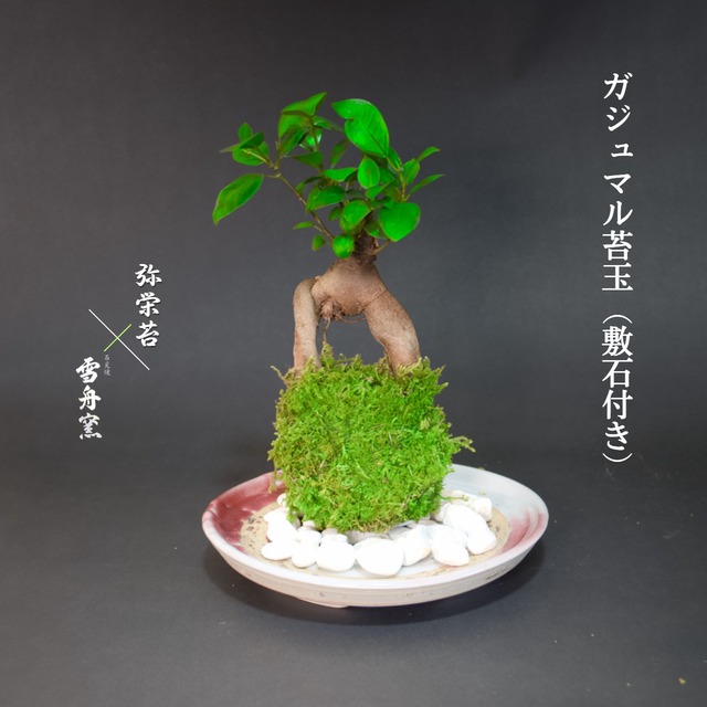 天然苔玉 × 苔玉の器 | 弥栄苔 本店