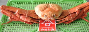 香住ガニ（紅ズワイ　姿ゆで）特大