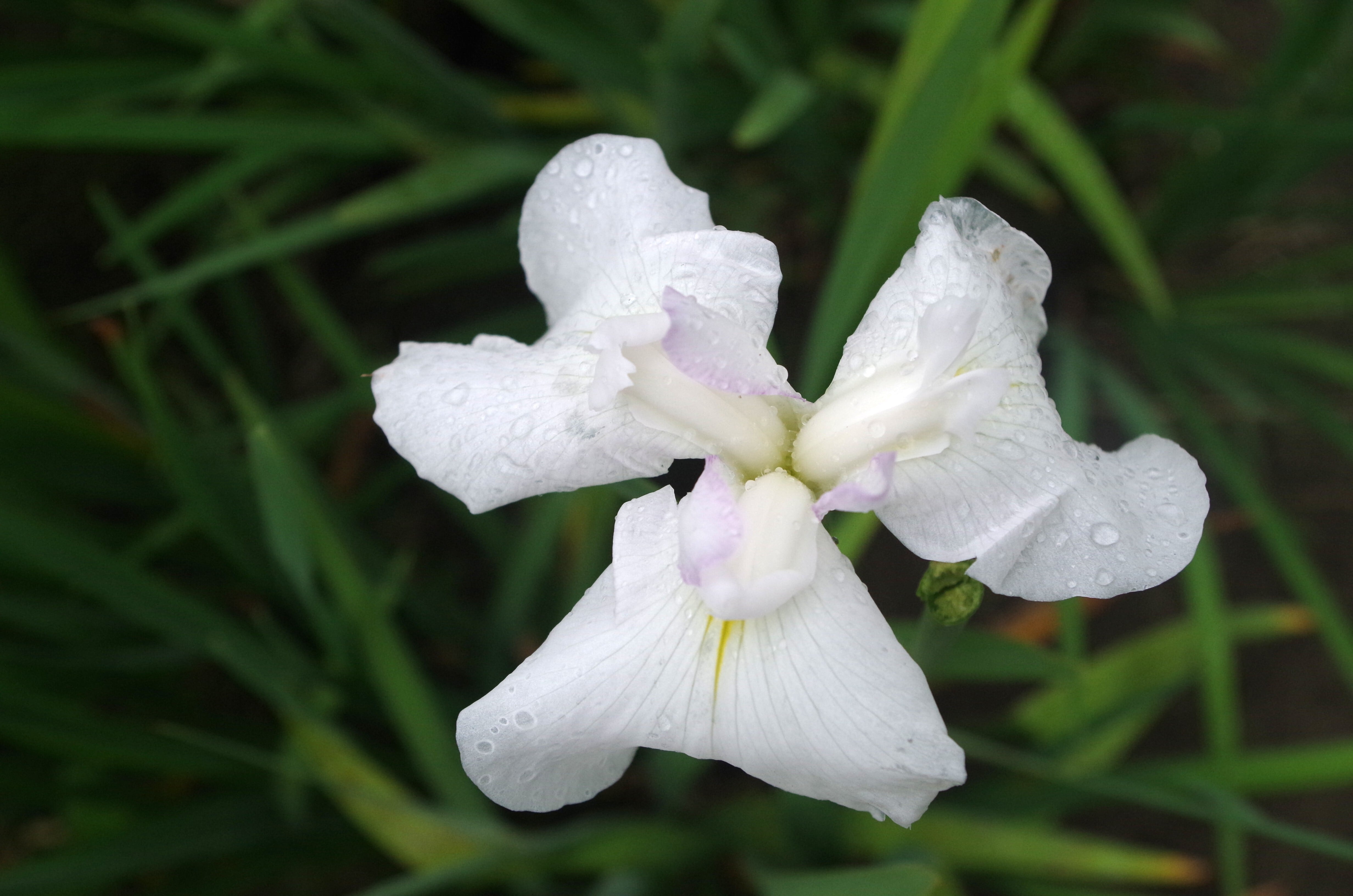 石照庭園　白菖蒲２種セット
