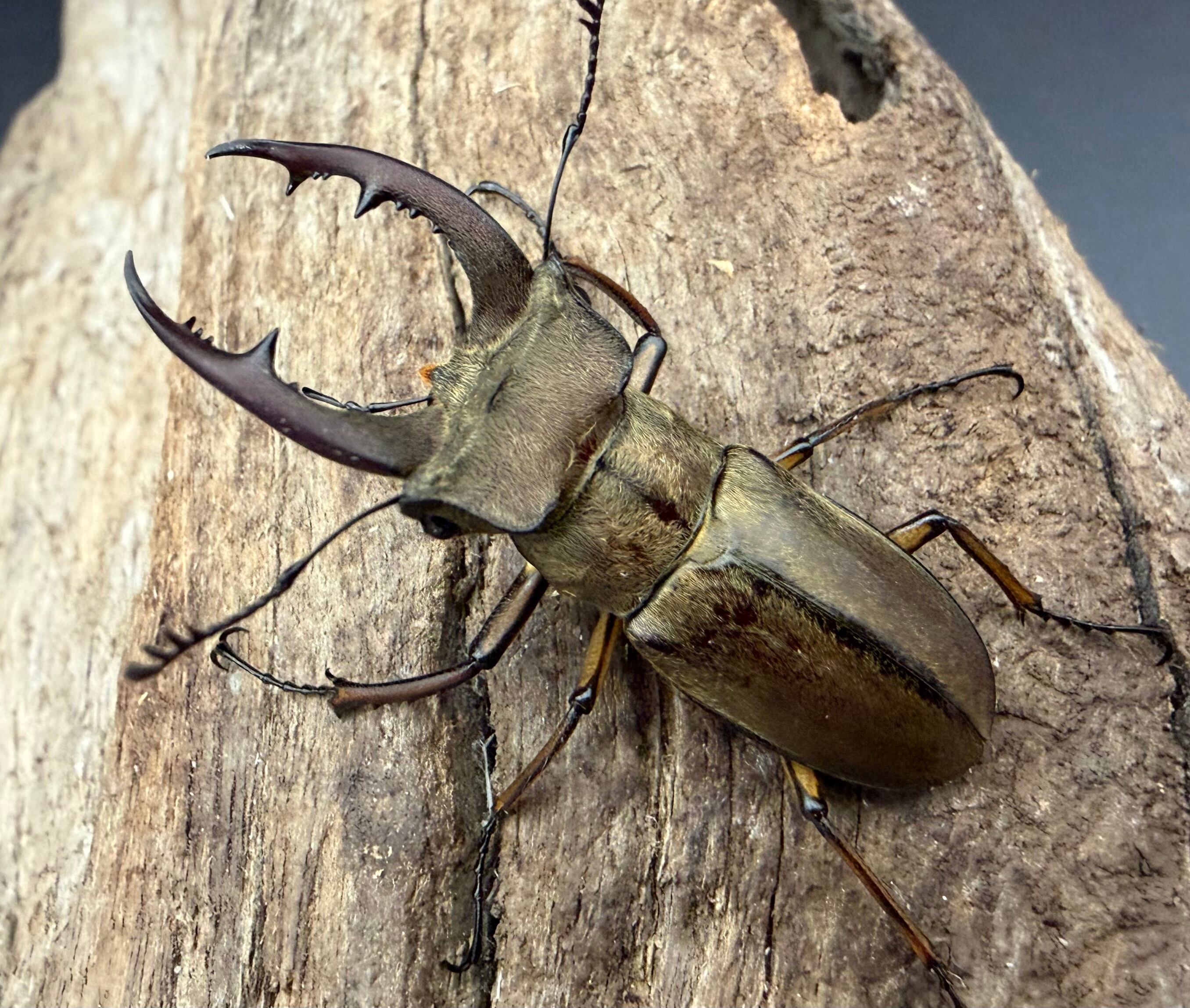 Scolopendra paradoxa | PAY ID