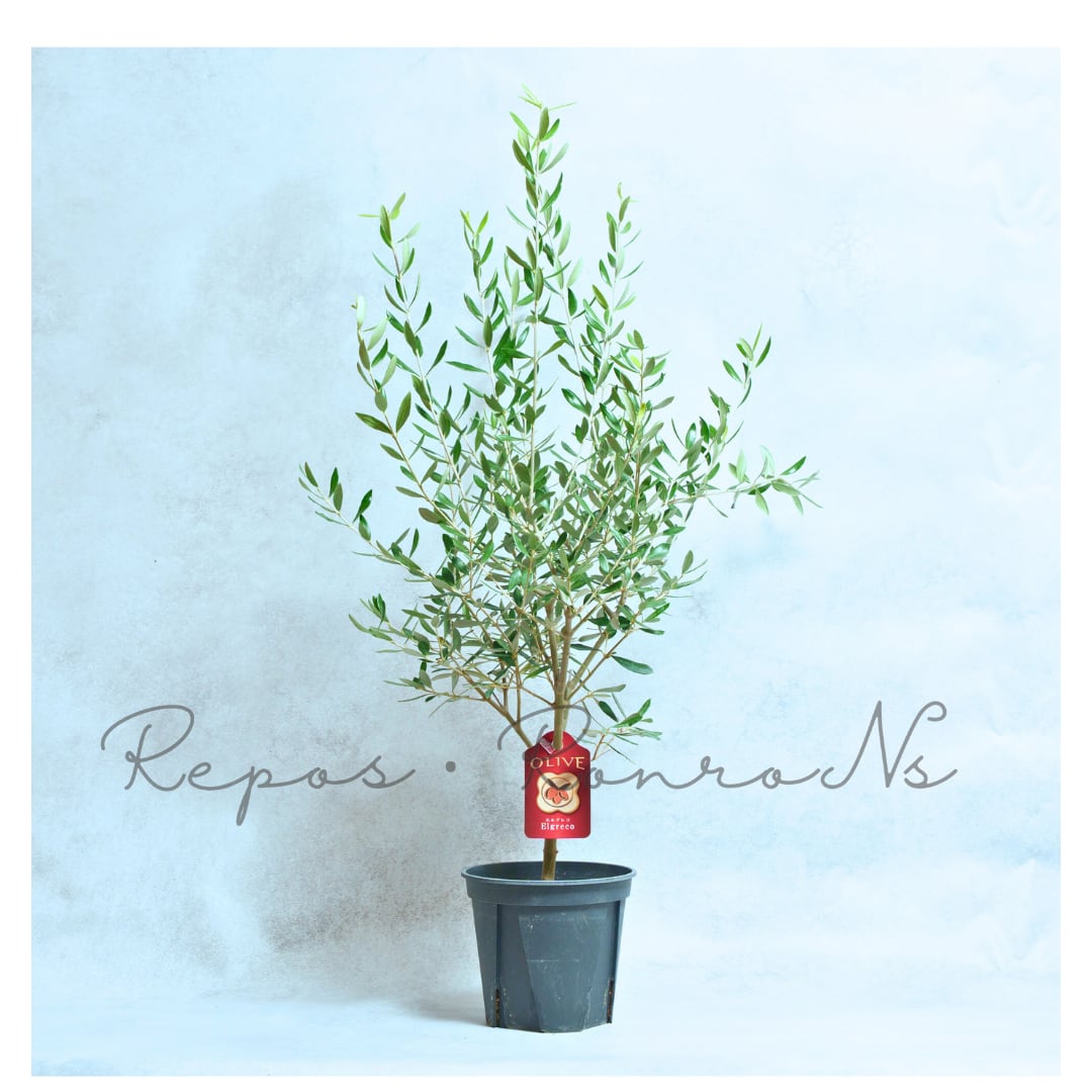 オリーブ:エルグレコ(5号)常緑樹 シンボルツリー オイル用品種 受粉樹に最適 オリーブ苗木 スタイリッシュ
