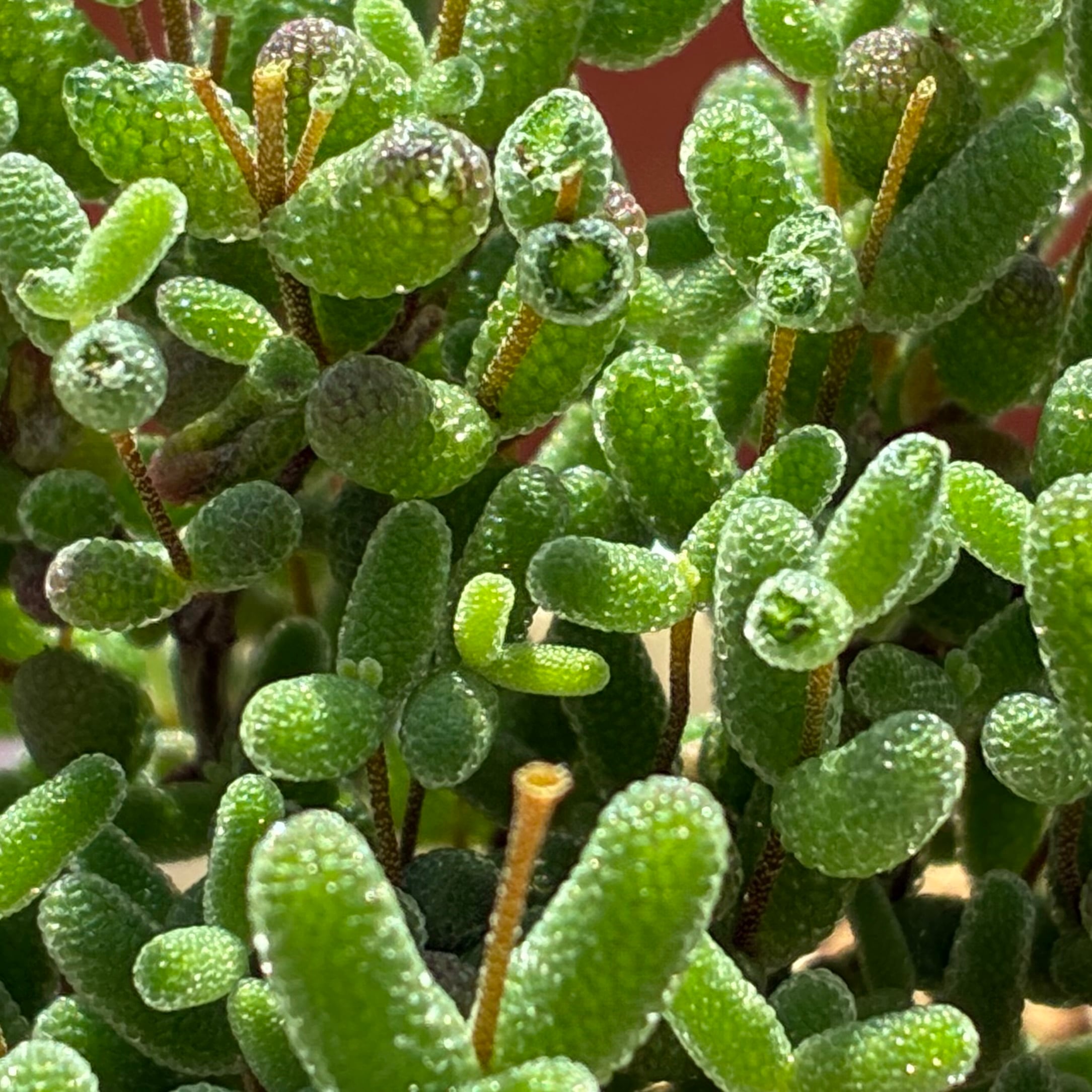 ハオルチア オブツーサ錦 赤太陽 | mocono_plants