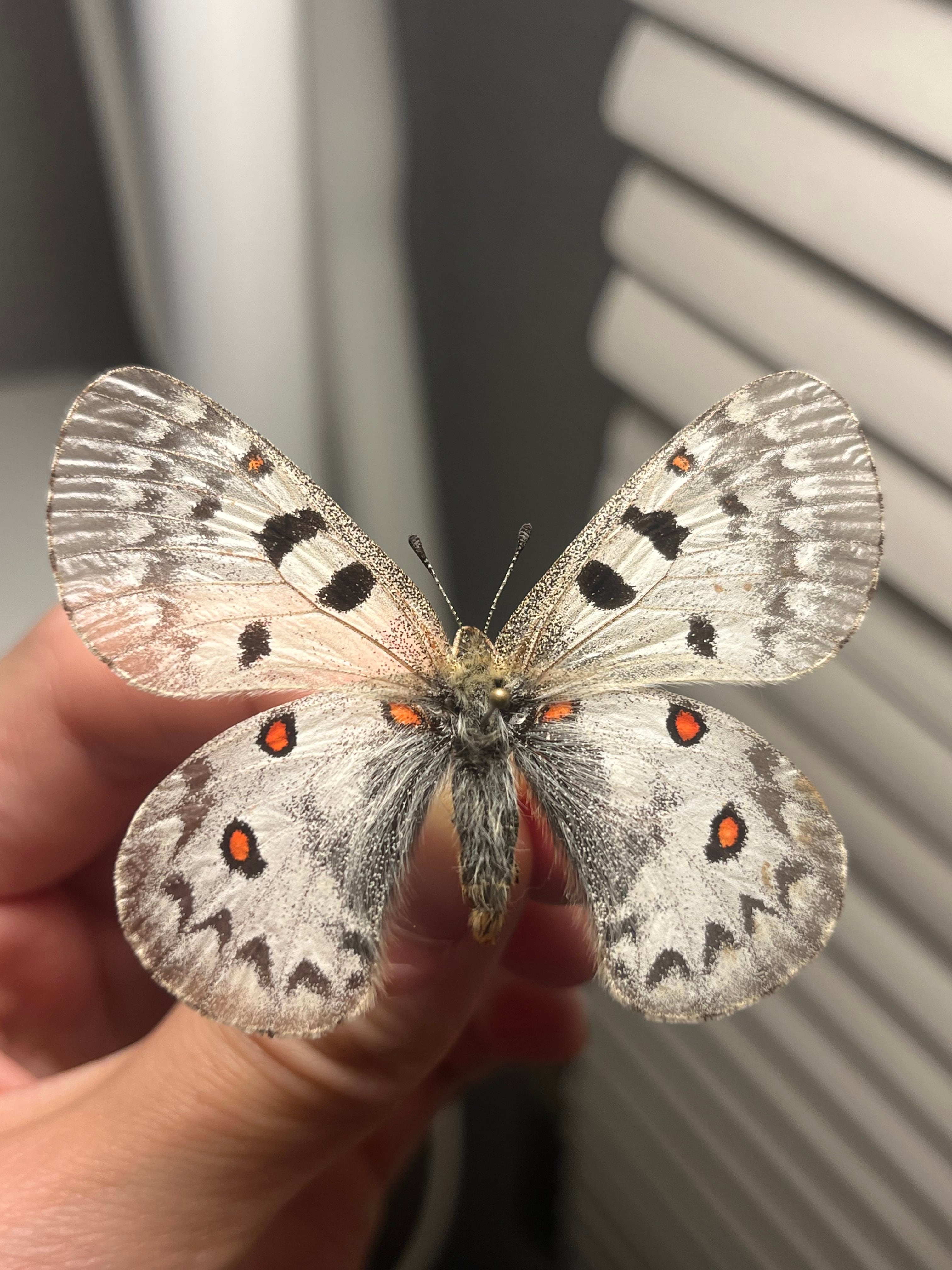 発光感有】アグリアスクラウディナサルダナパルス♂ ミイロタテハ 蝶