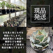 ペラルゴニウム アッペンディクラツム【585】