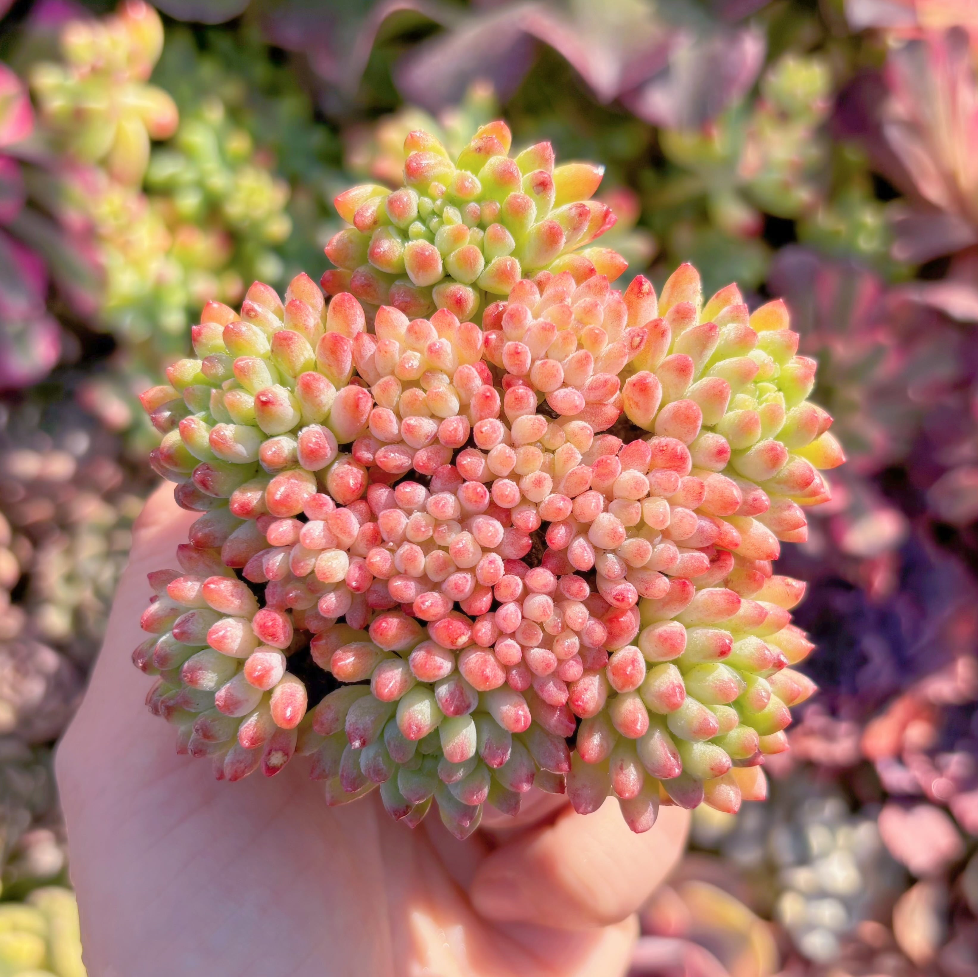 多肉植物　花火　群生　新入荷　るる農園