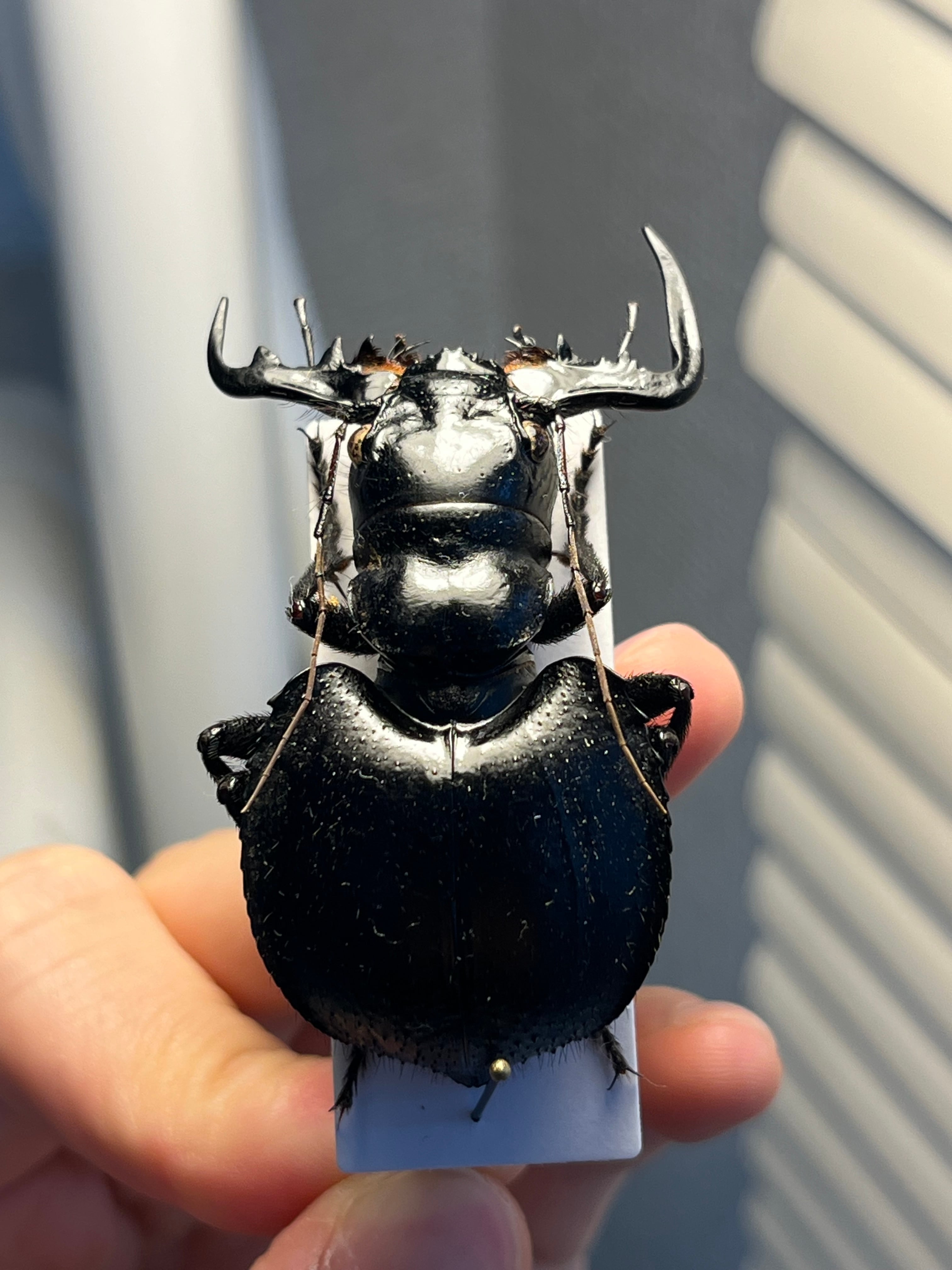 【大閻魔斑猫希少種】オオエンマハンミョウ Manticora 産 昆虫標本 大閻魔斑猫最大種】オオエンマハンミョウ Manticora タンザニア産 昆虫