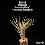 Tillandsia 'Crowning Glory' × ionantha 'Huamelula'〔ティランジア〕T6011