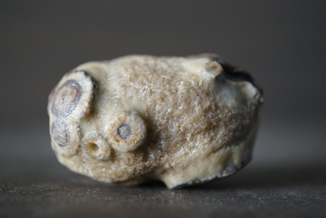 ゴビアゲート Gobi Agate 1127