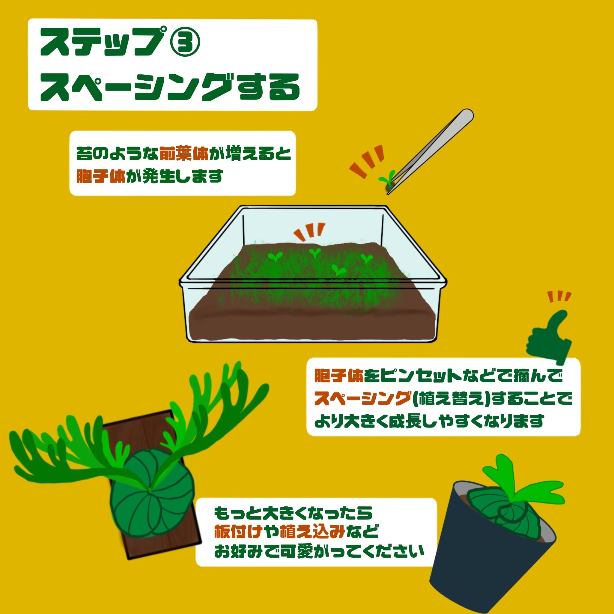 ビカクシダ　胞子8種セット　※限定セット ビカクシダ胞子培養スターターキット P.'SSFoong'【P03】 | PROTOLEAF