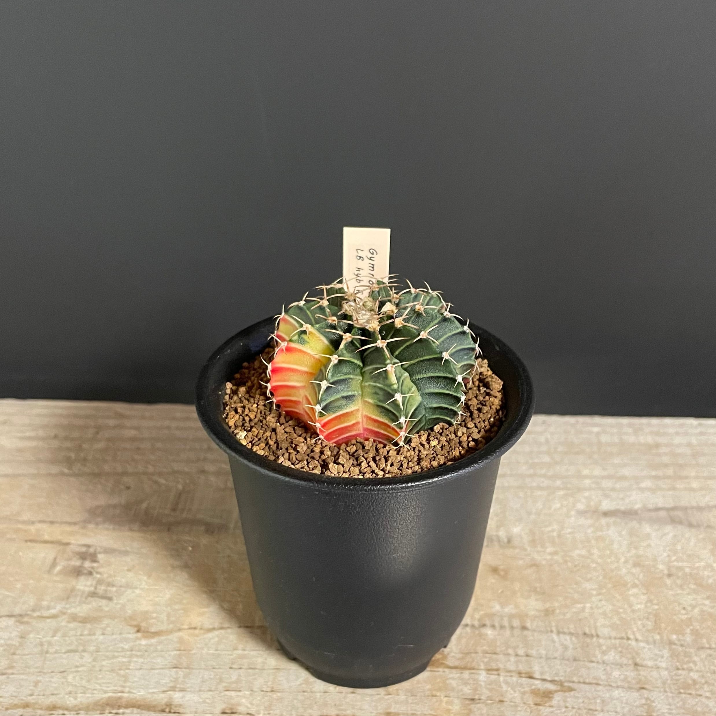 M. ギムノカリキウム・LB 錦交配種実生 | 多肉植物・サボテン M. ギムノカリキウム・LB 錦交配種実生 | 多肉植物・サボテン