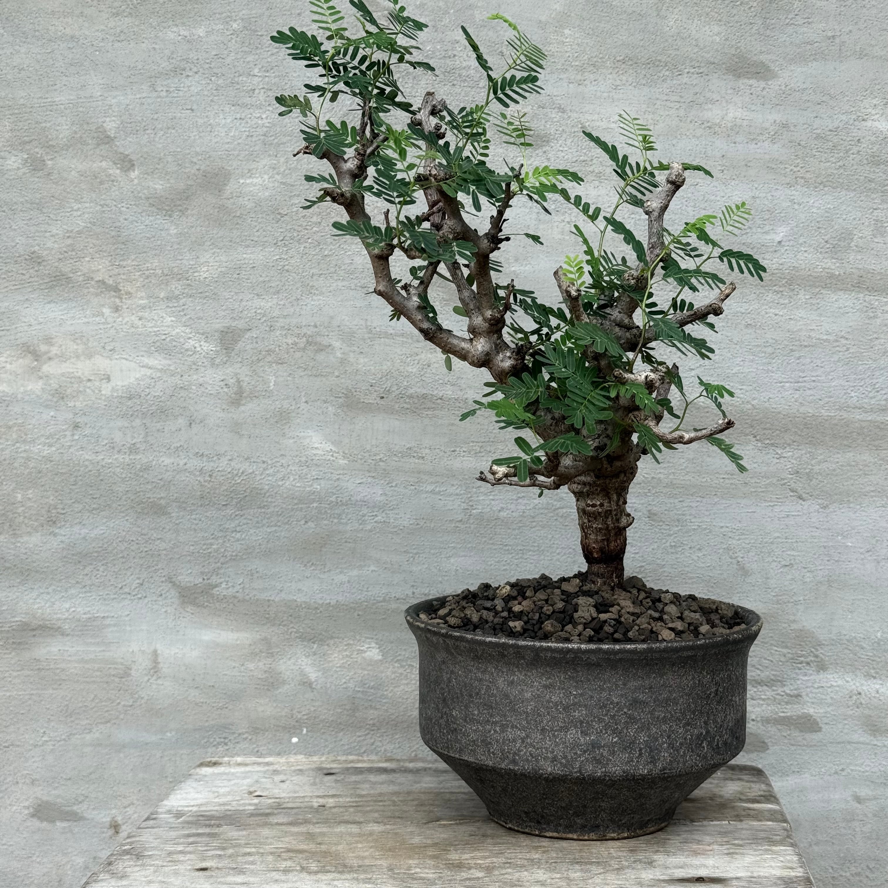 A-PLANTS