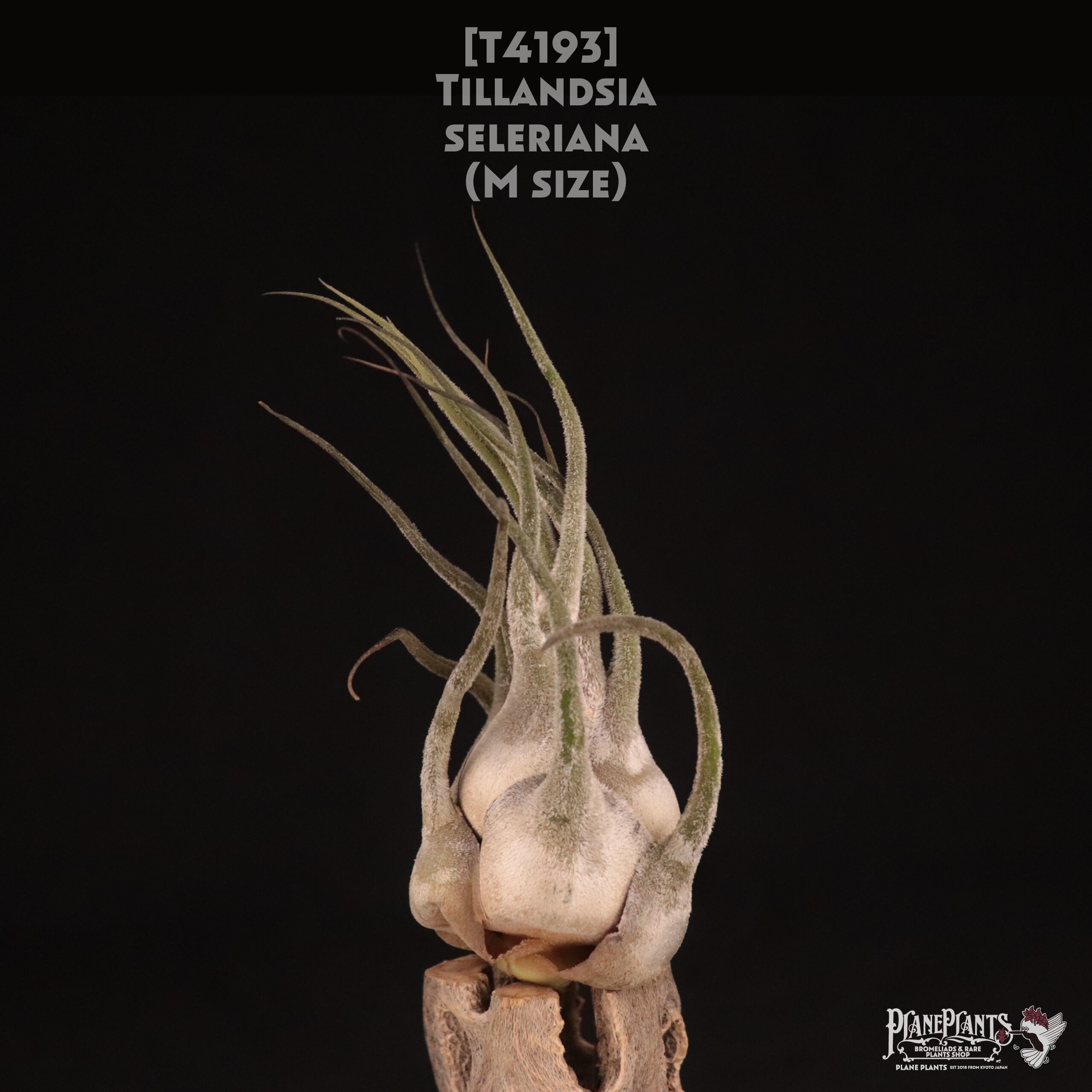 【送料無料】seleriana M〔エアプランツ〕現品発送T4193