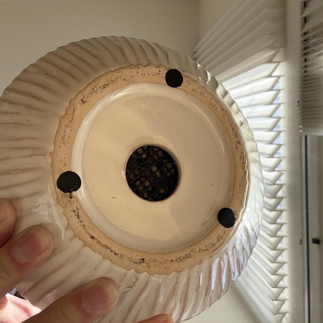 カラテア・ベルベットグローリー