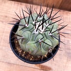 Copiapoa cinerea【黒王丸・実生】