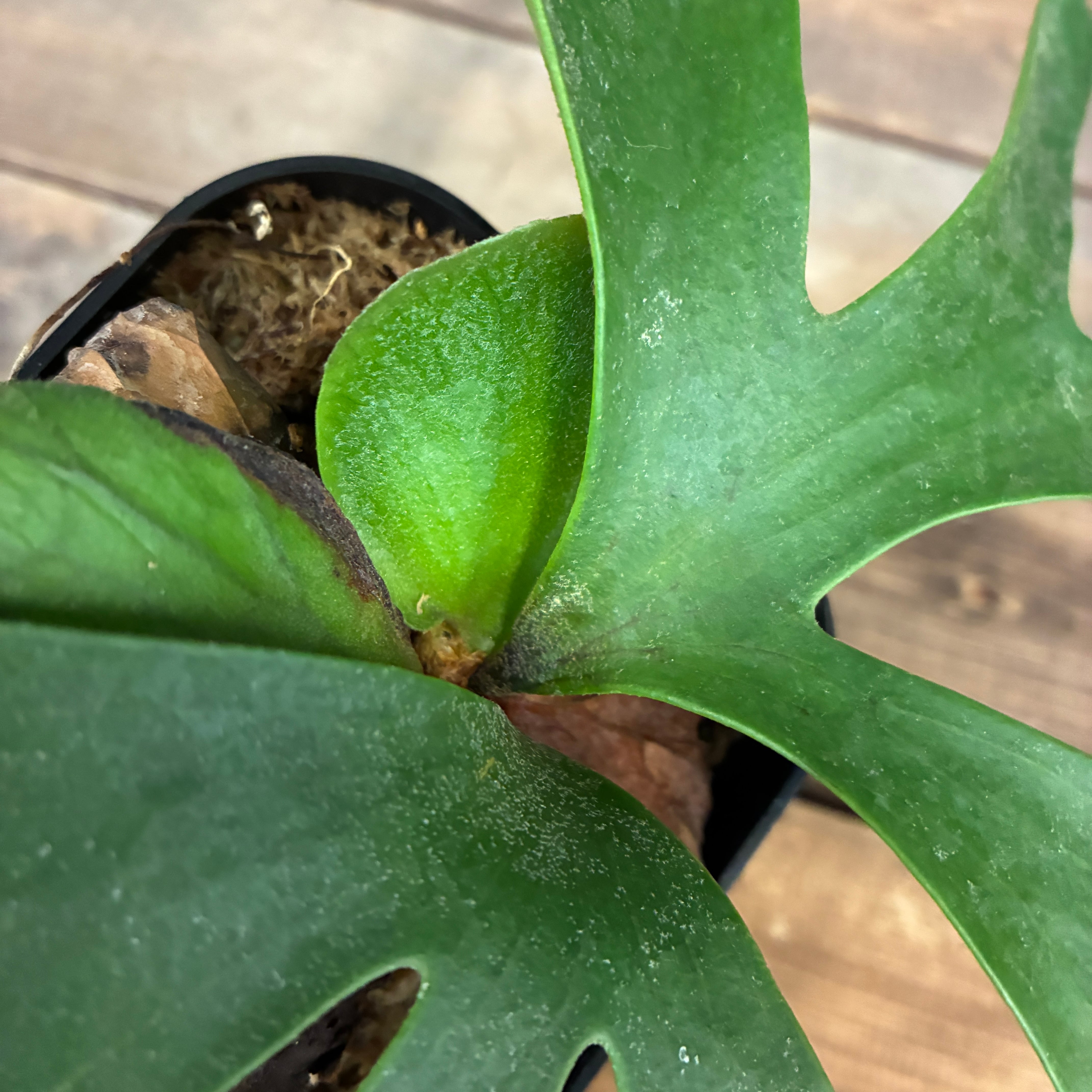 ビカクシダ P. coronarium cv 'QQ' (TC)【865】 | PROTOLEAF プロトリーフ