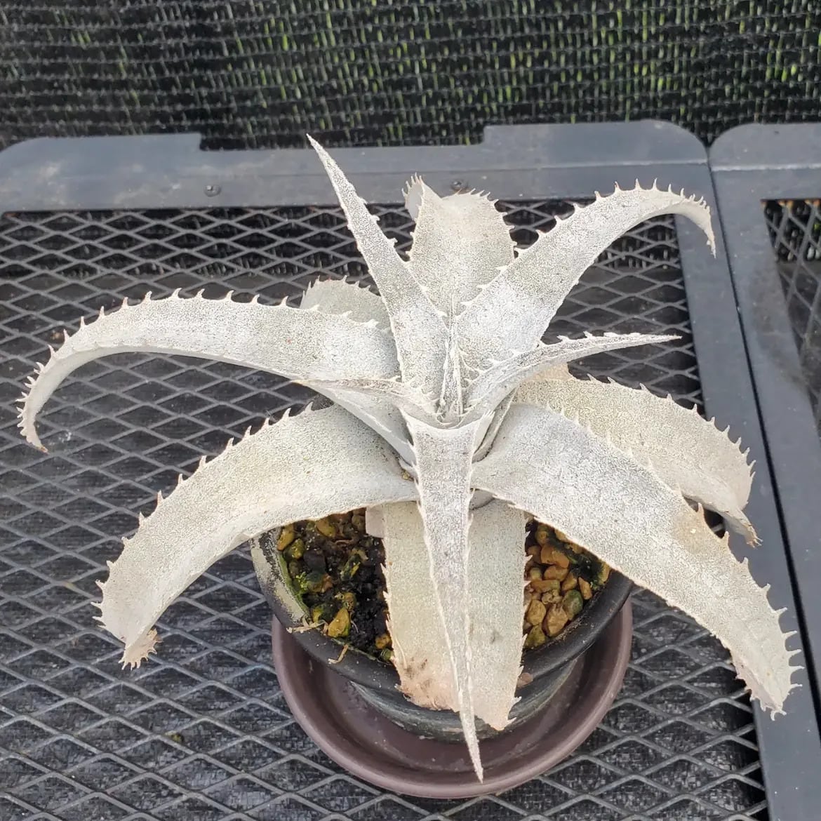 Dyckia（ディッキア） | レアプランツ通販サイトPlants Maniax