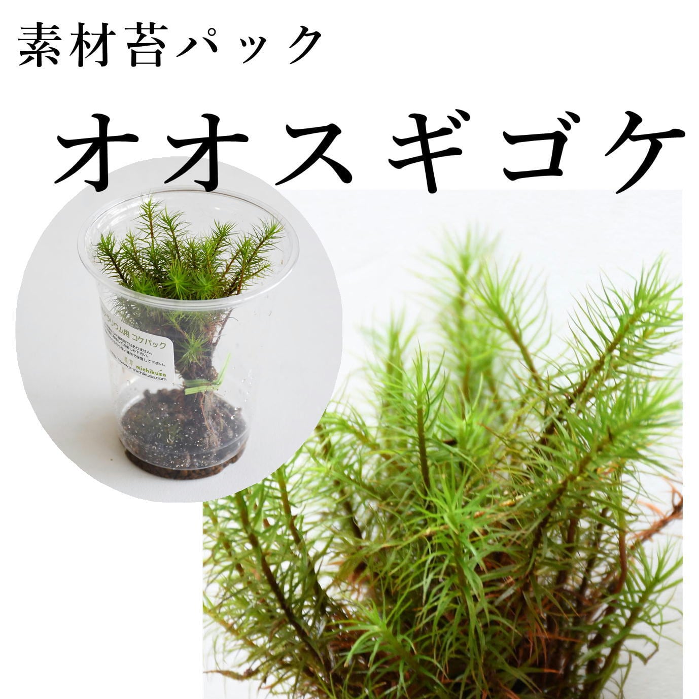 オオスギゴケ 苔テラリウム作製用素材苔 | 苔テラリウム専門ショップ道草