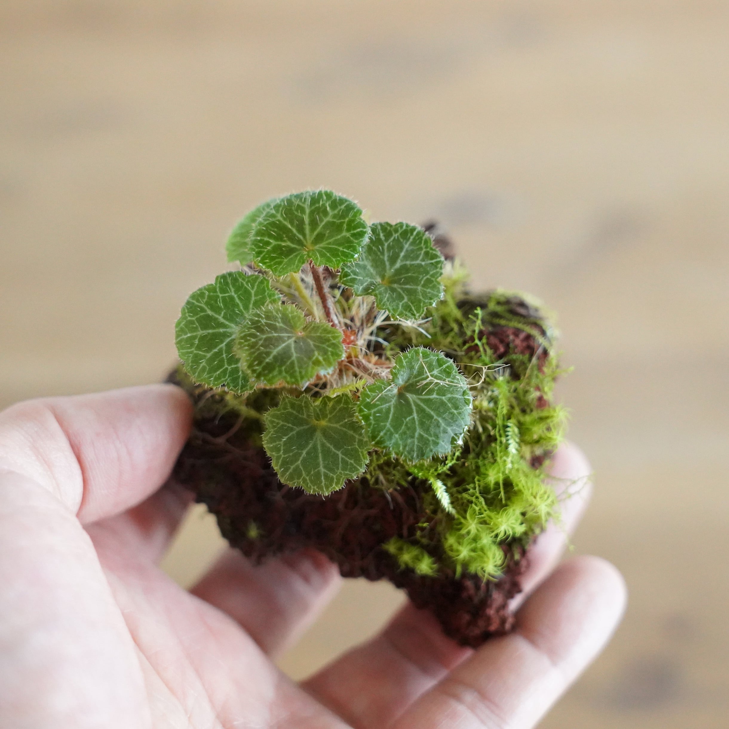 限定作品（一点物） | 苔テラリウム専門ショップ道草